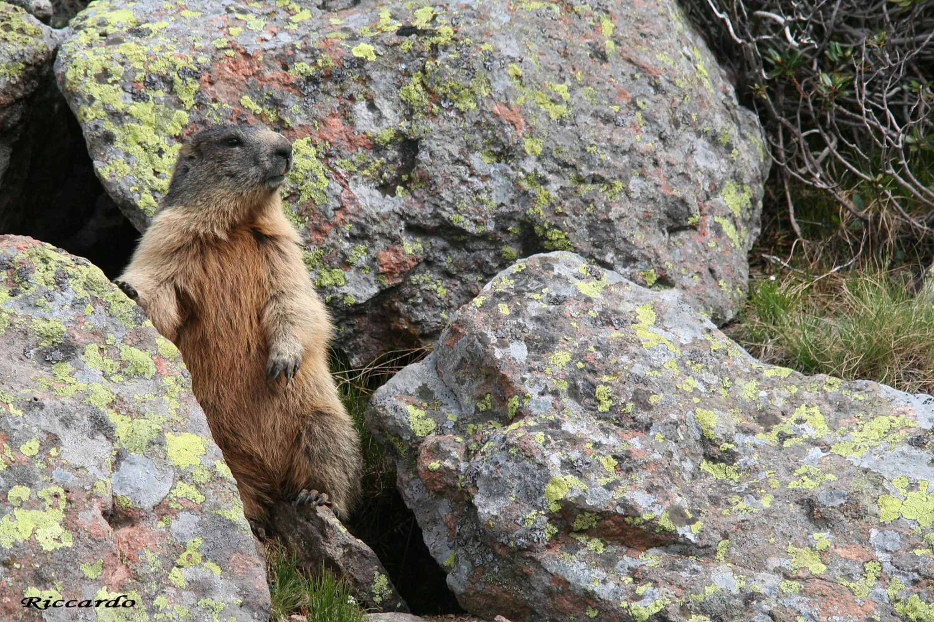 Animals in Hotel Aurai