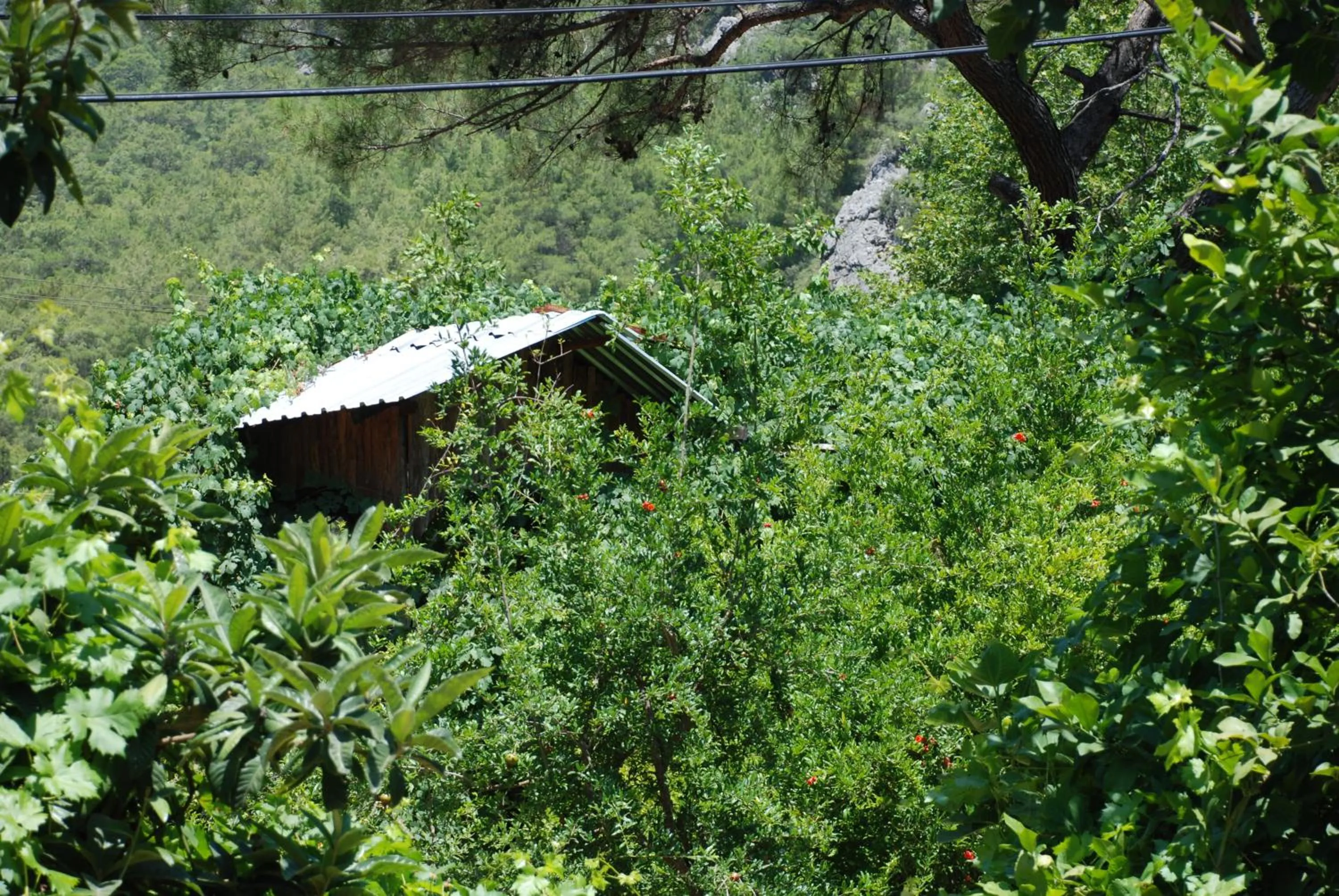 Natural landscape in Olympos Camlık Pension