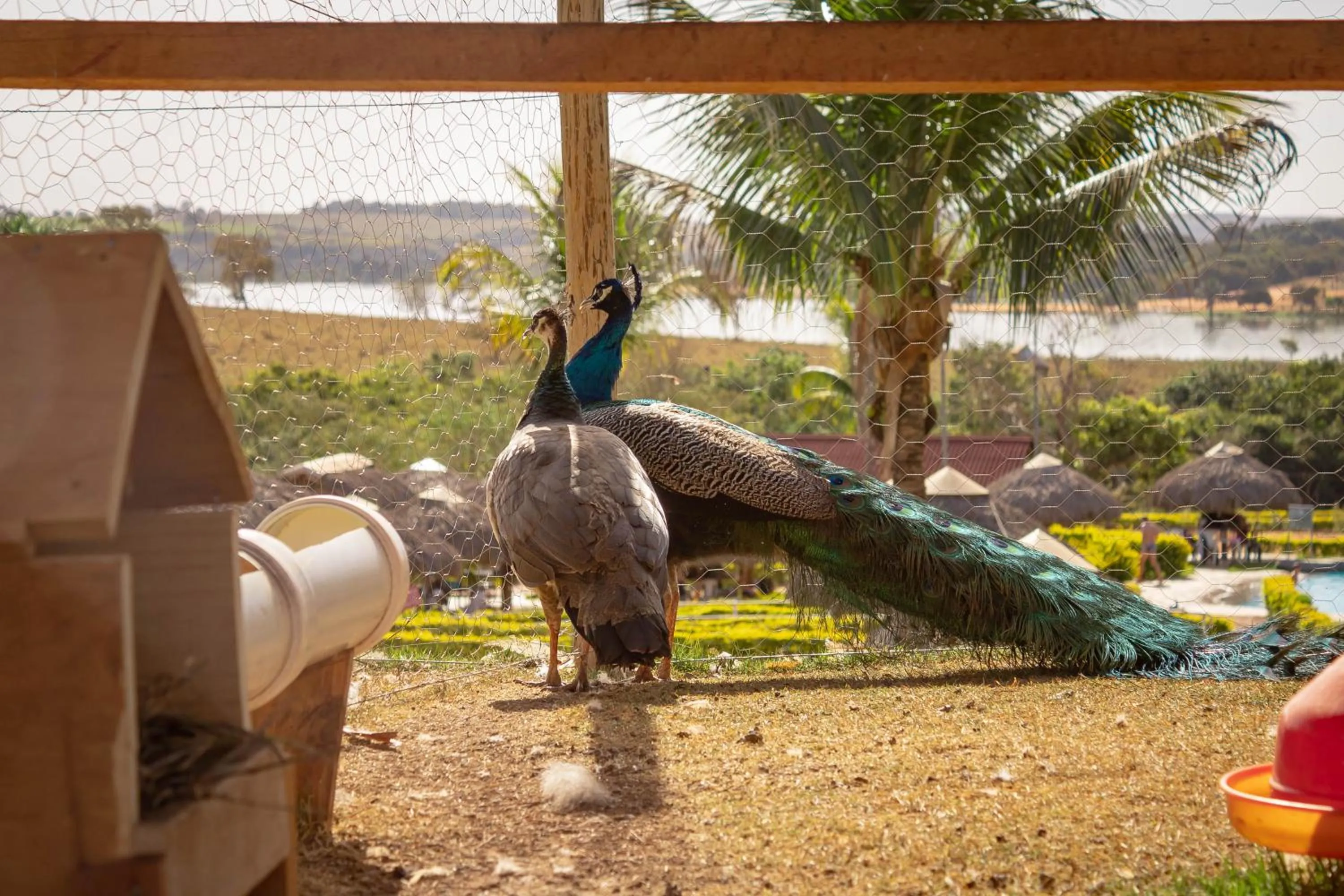 Animals in Hotel Thermas Bonsucesso