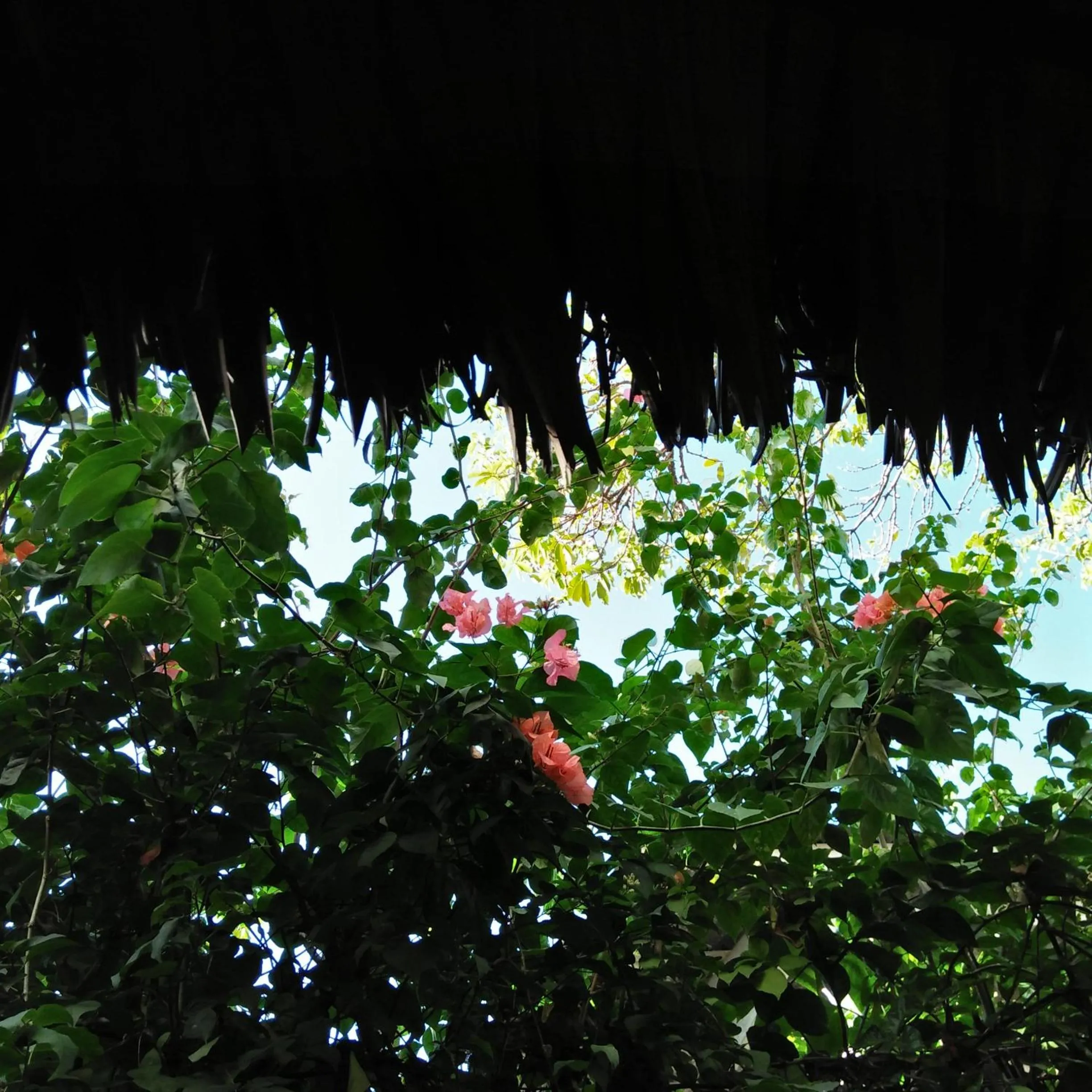 Facade/entrance in Cebu Pungko-pungko Hostel