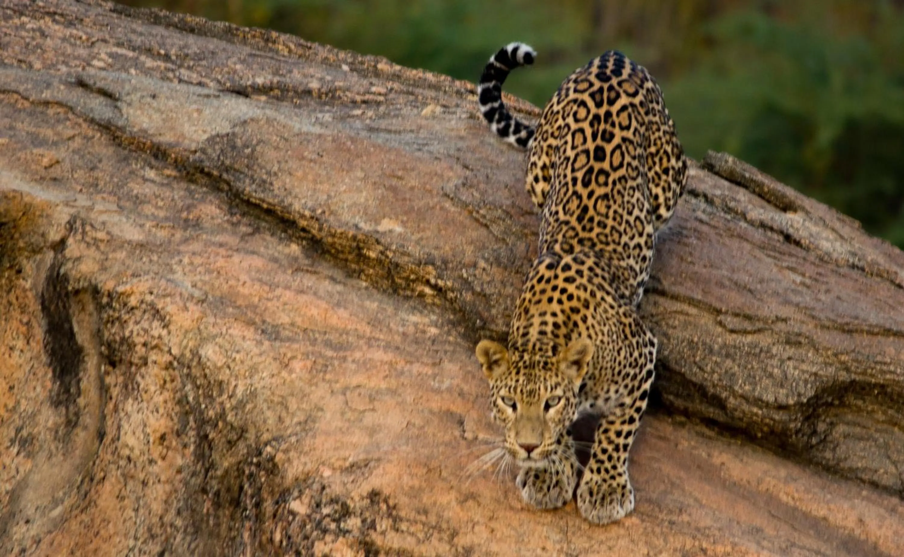 Animals in Amritara Jawai Resort