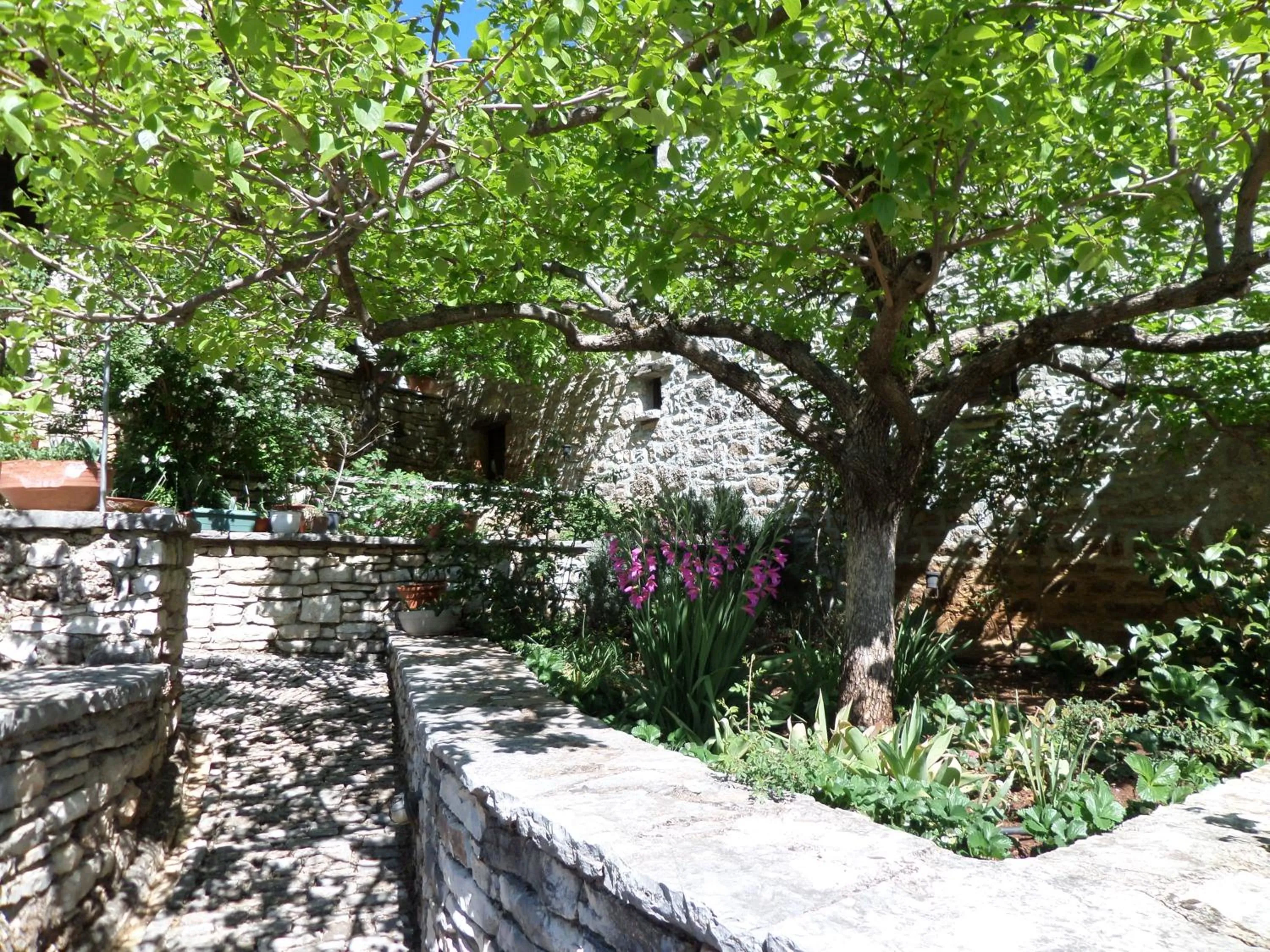 Garden in Arhontiko Aristis