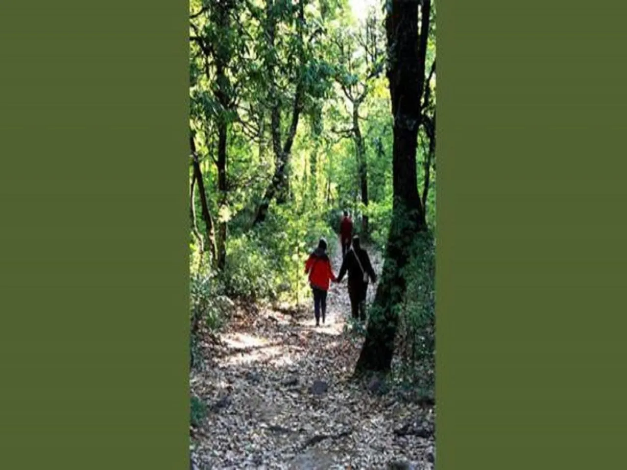 Activities in Jungle Lore Birding Lodge