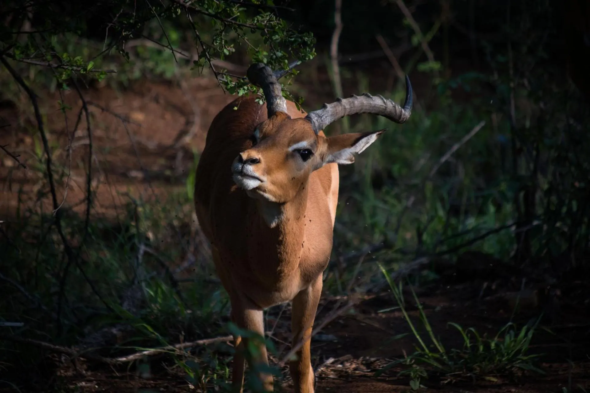 Natural landscape in Lush Private Game Lodge