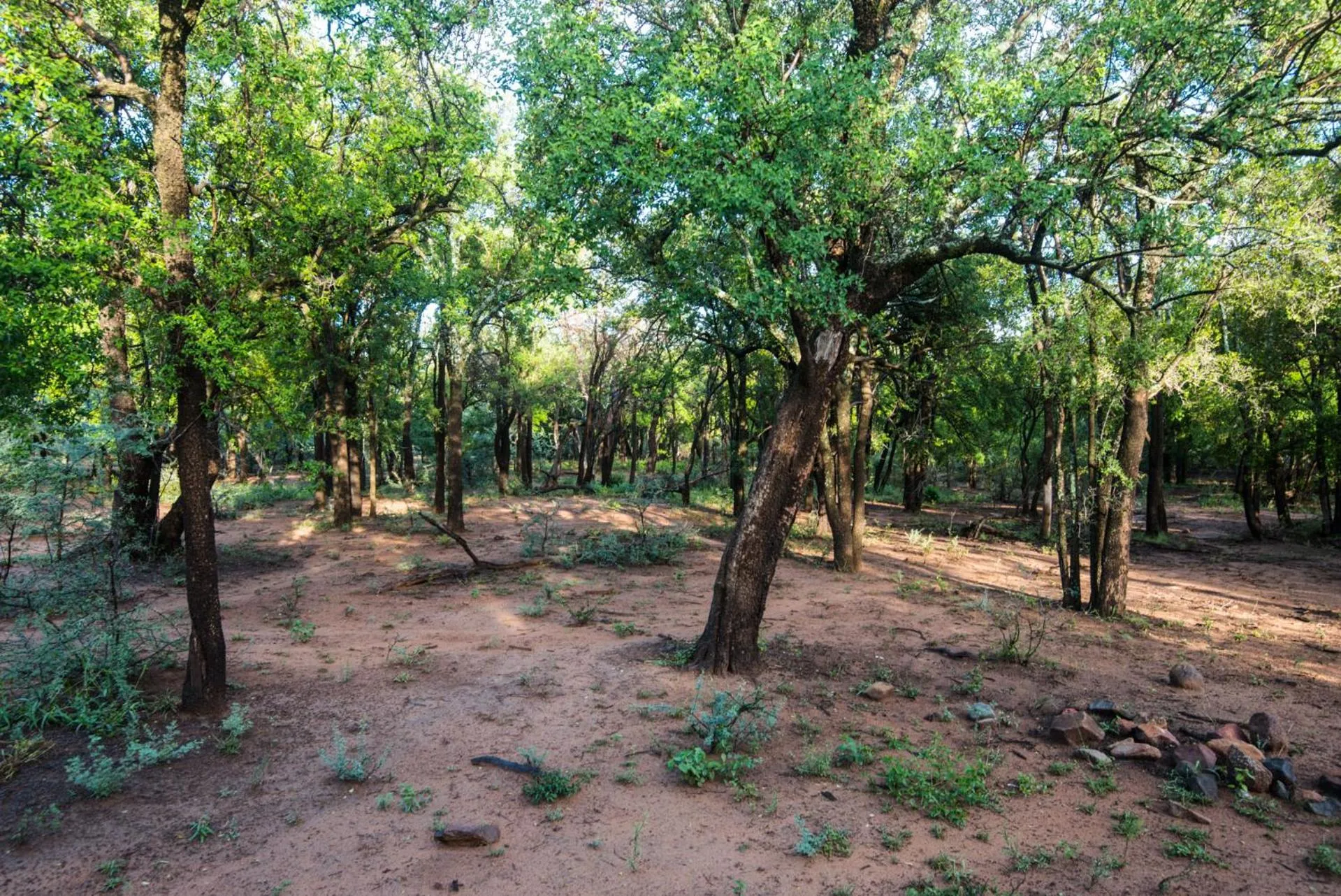 Natural landscape in Lush Private Game Lodge