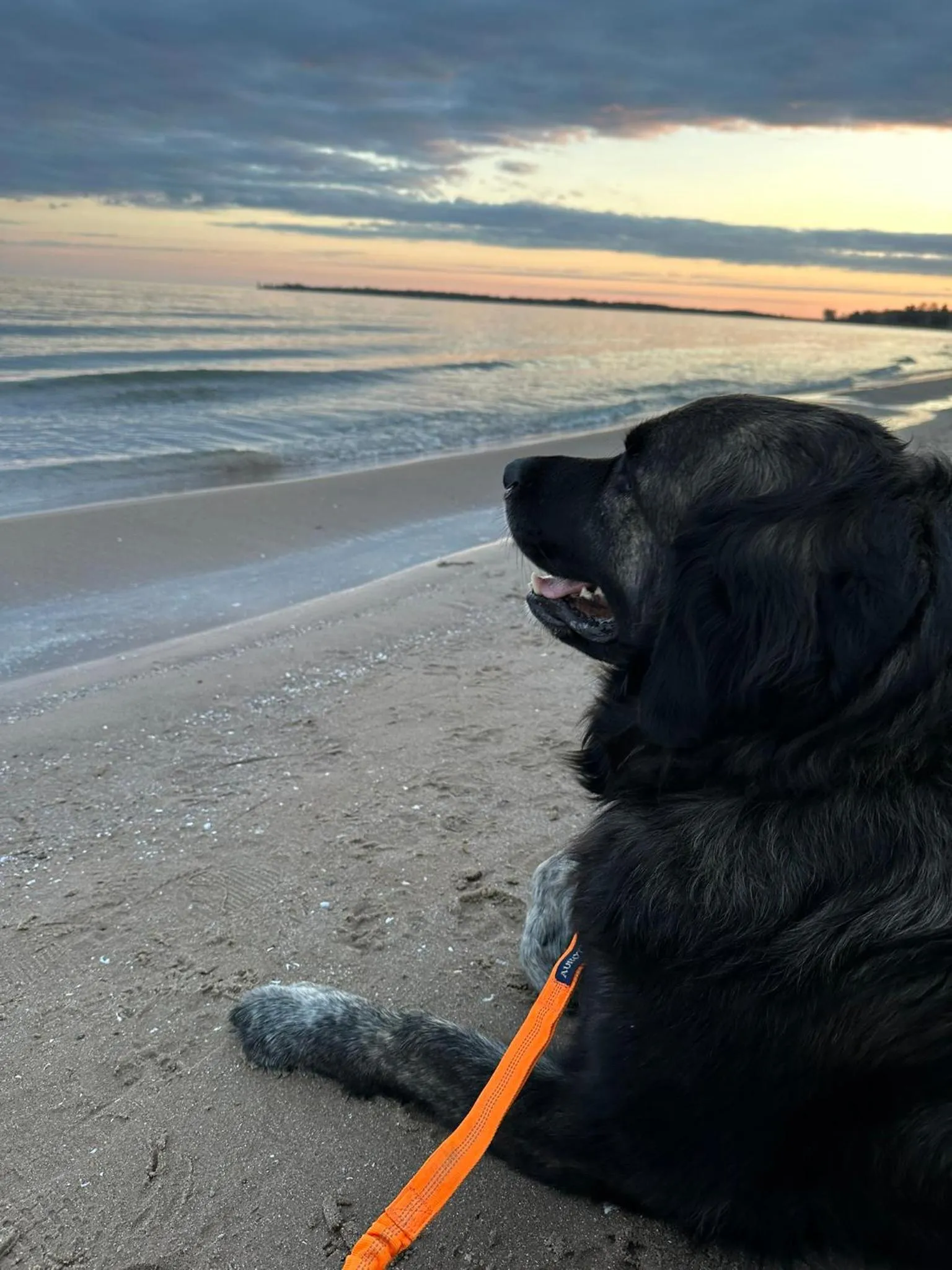 Pets in Timber House Resort