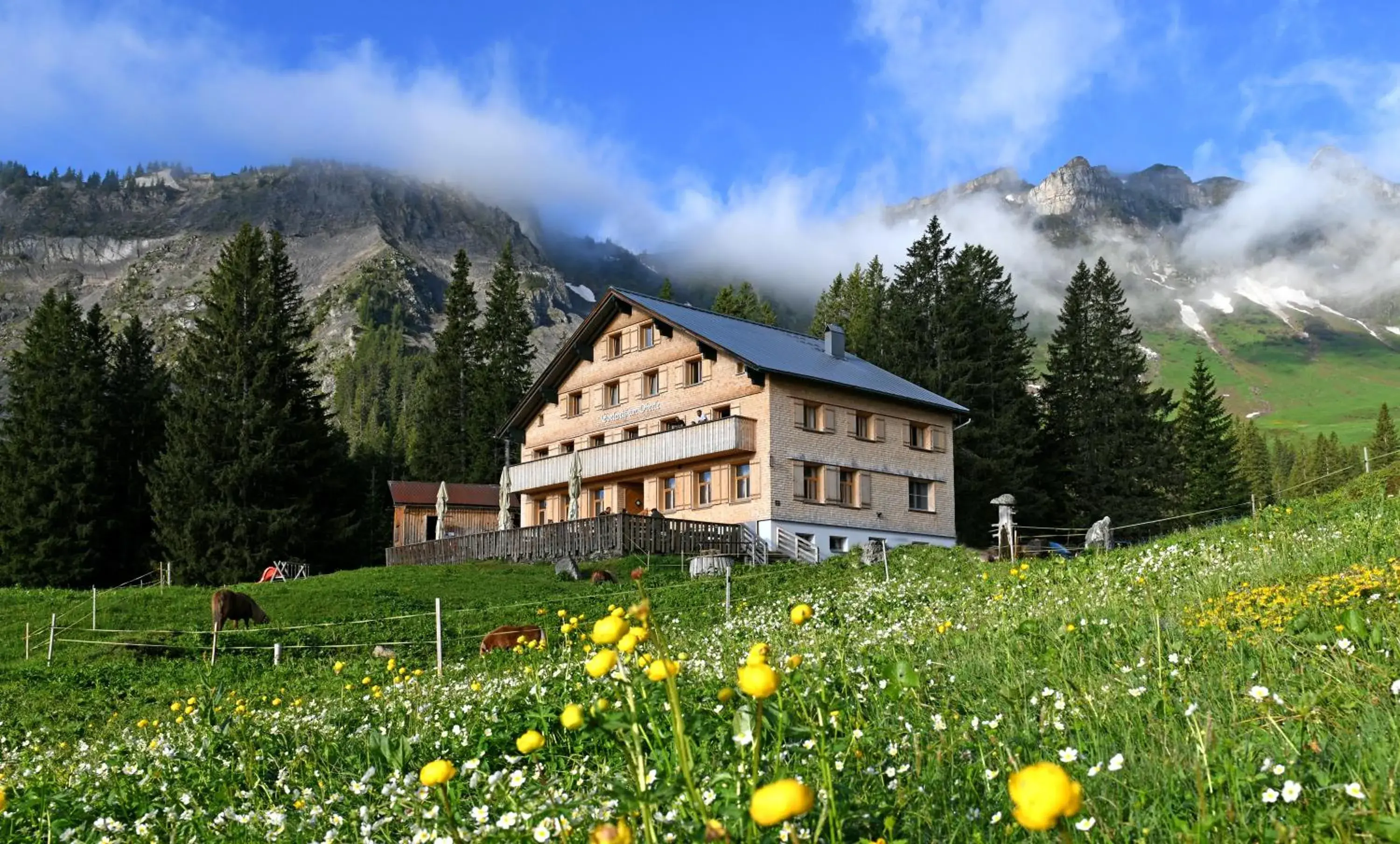 Edelweiß am Öberle Edelweiß am Öberle