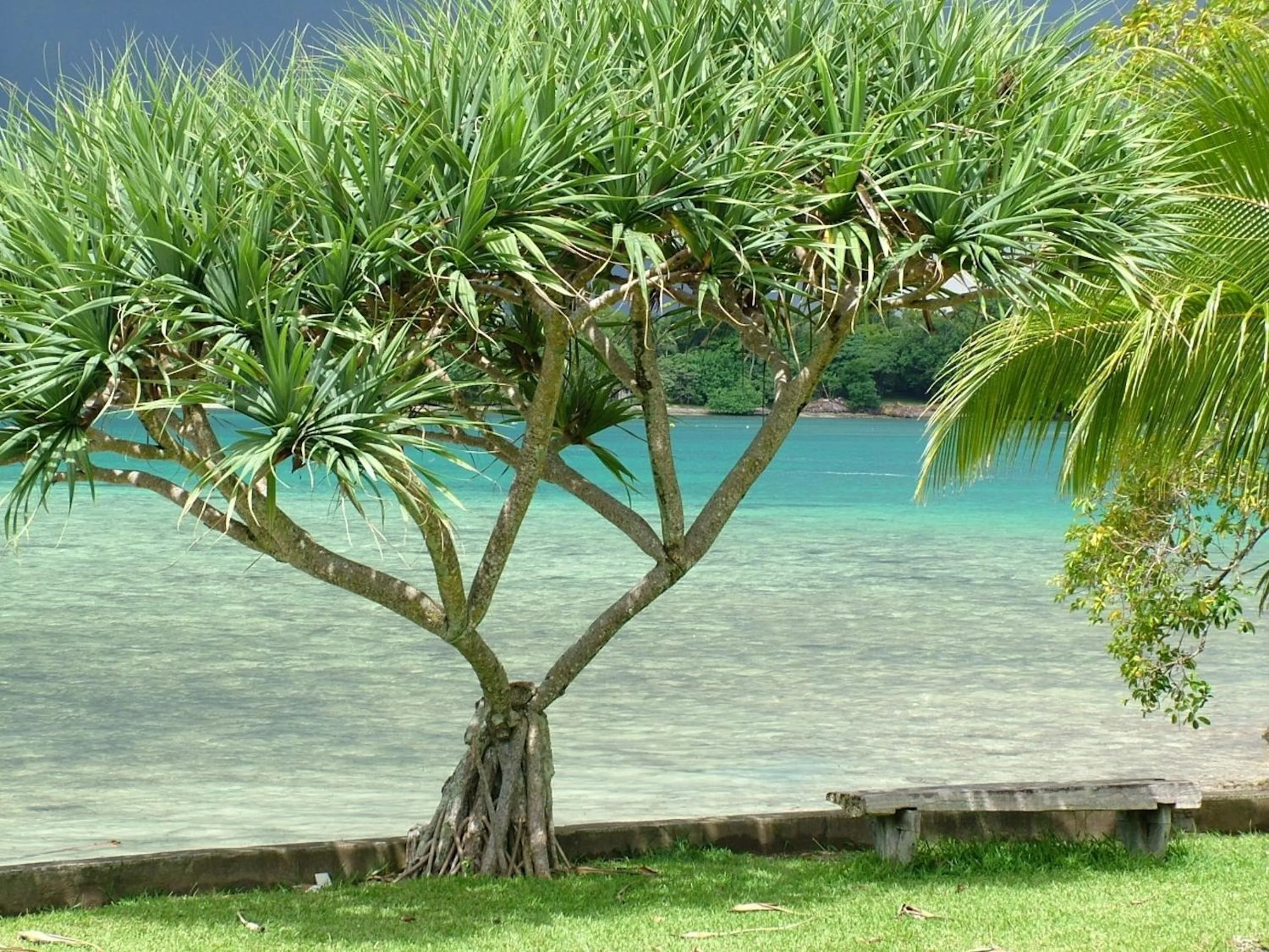 Day in Pacific Lagoon Apartments