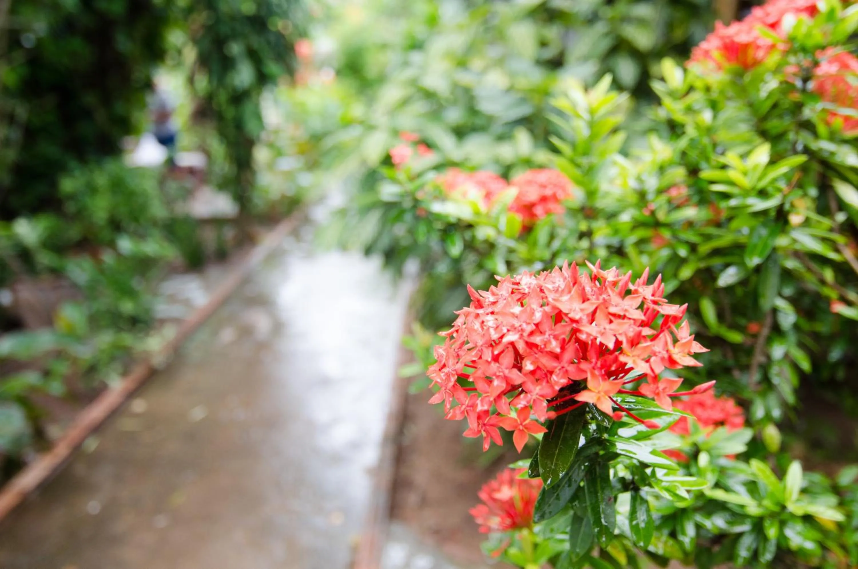 Garden in Sea Garden Resort & Spa, Haadrin