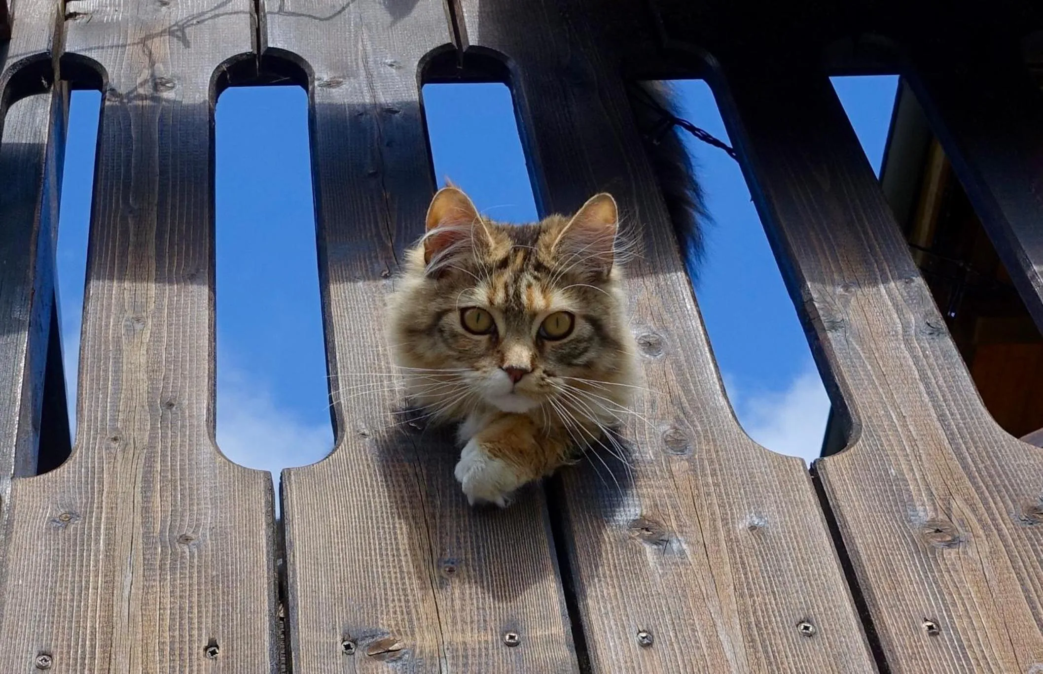 Pets in Hollhouse - Bed & Breakfast