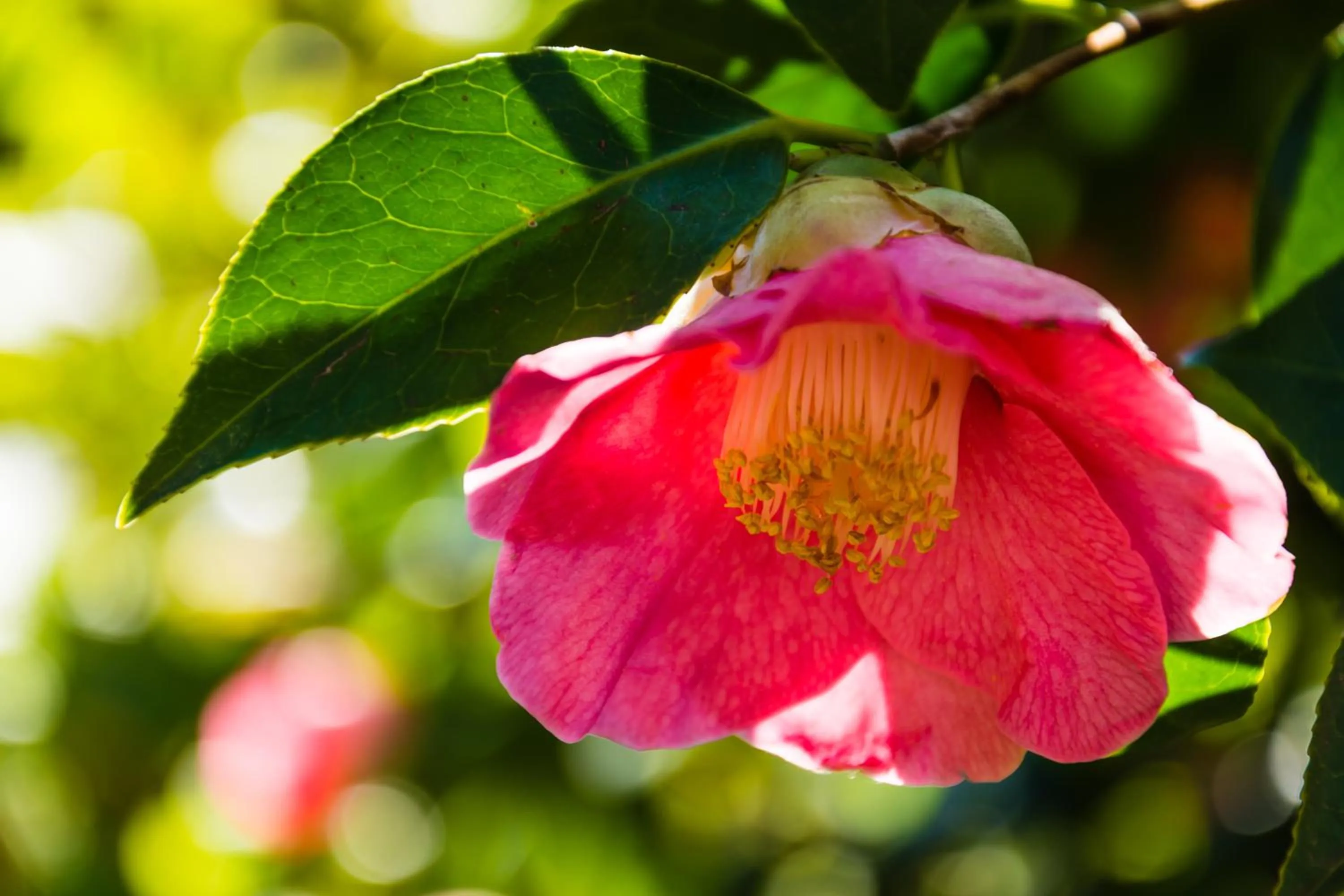 Decorative detail in Entre Os Ríos - Casa Rural y Enoturismo