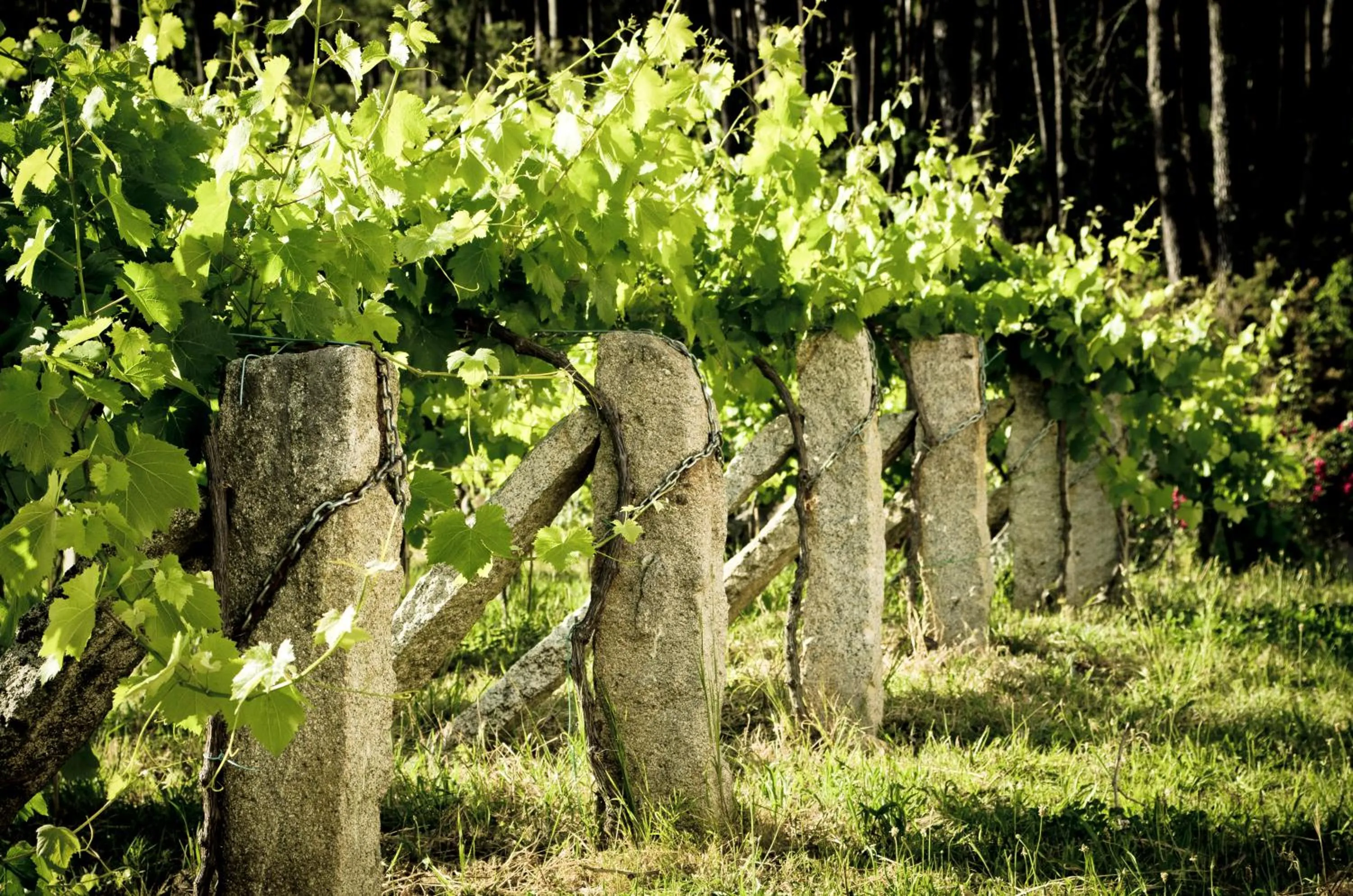 Area and facilities in Entre Os Ríos - Casa Rural y Enoturismo