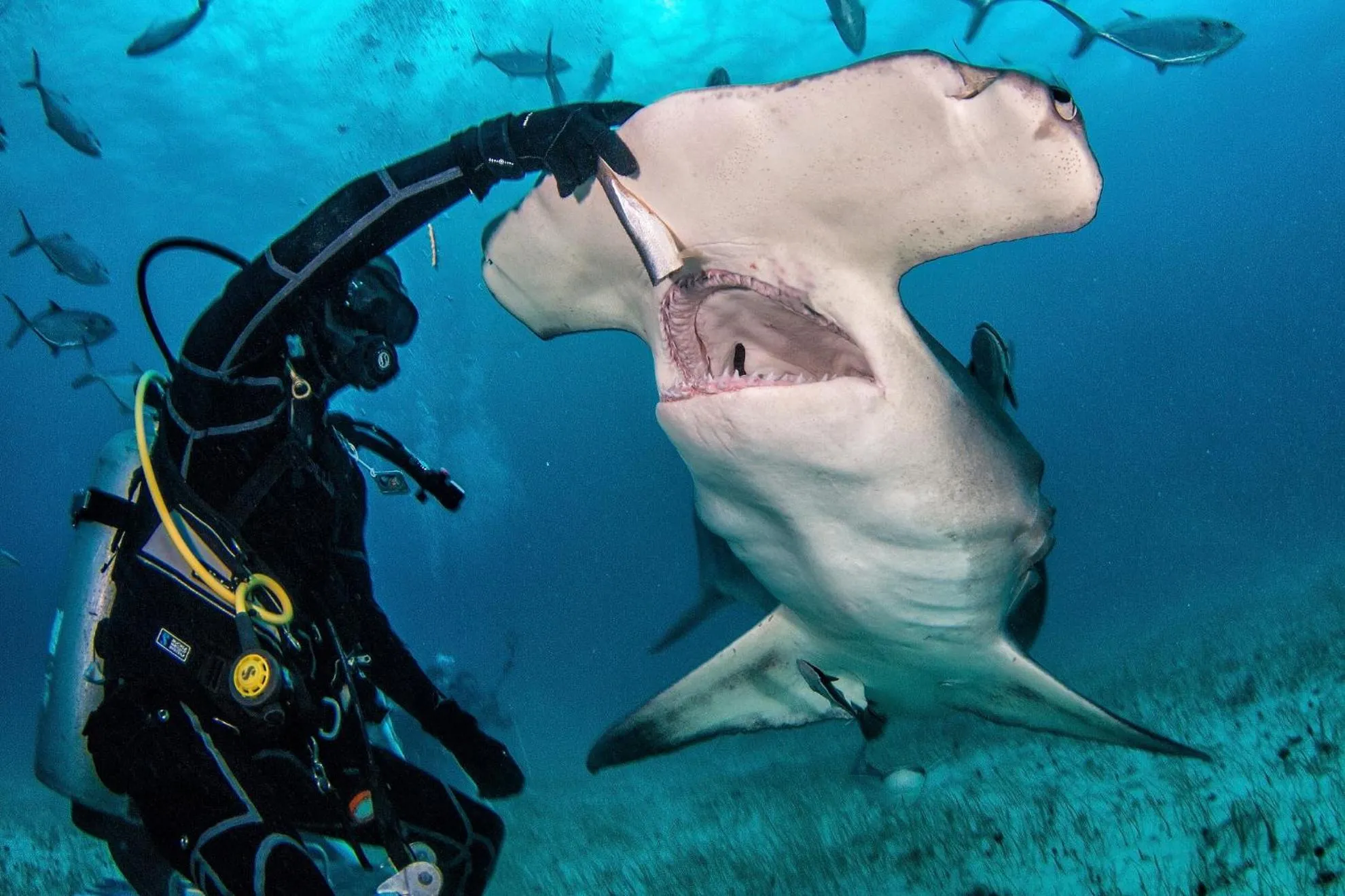 Diving in Bimini Big Game Club Resort & Marina