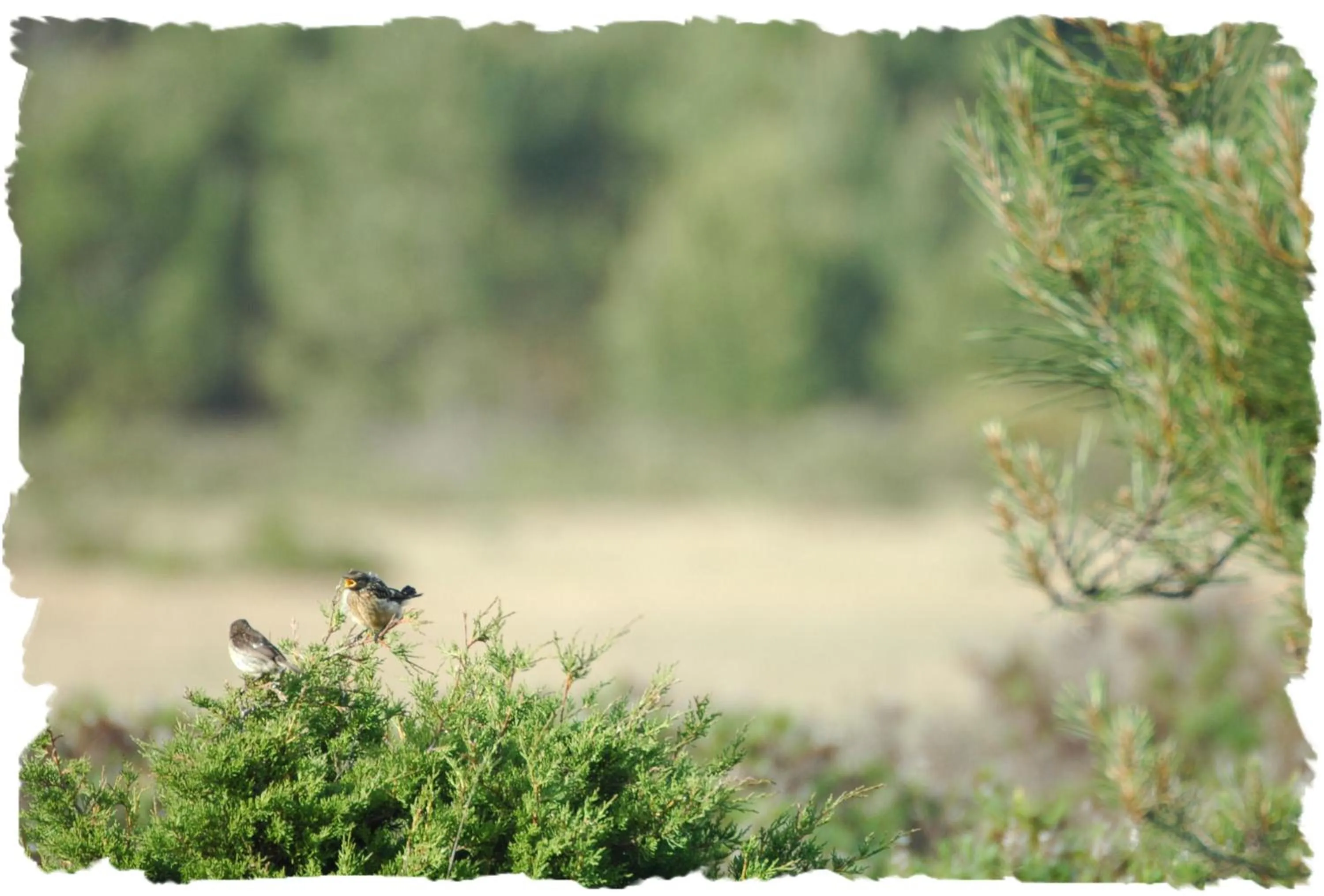 Area and facilities in Tonel Apartamentos Turisticos