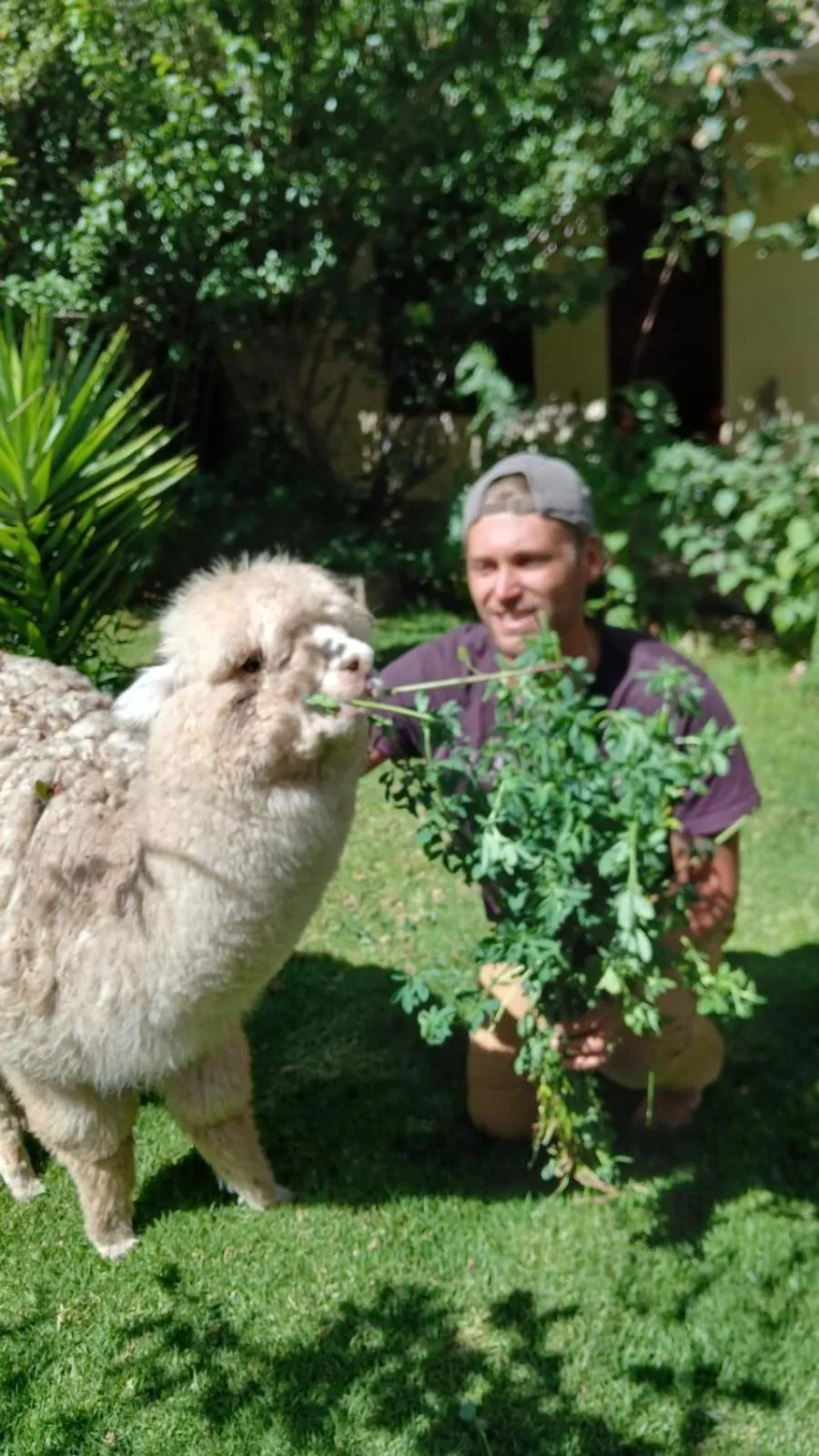 Hospedaje Chaska Pisac