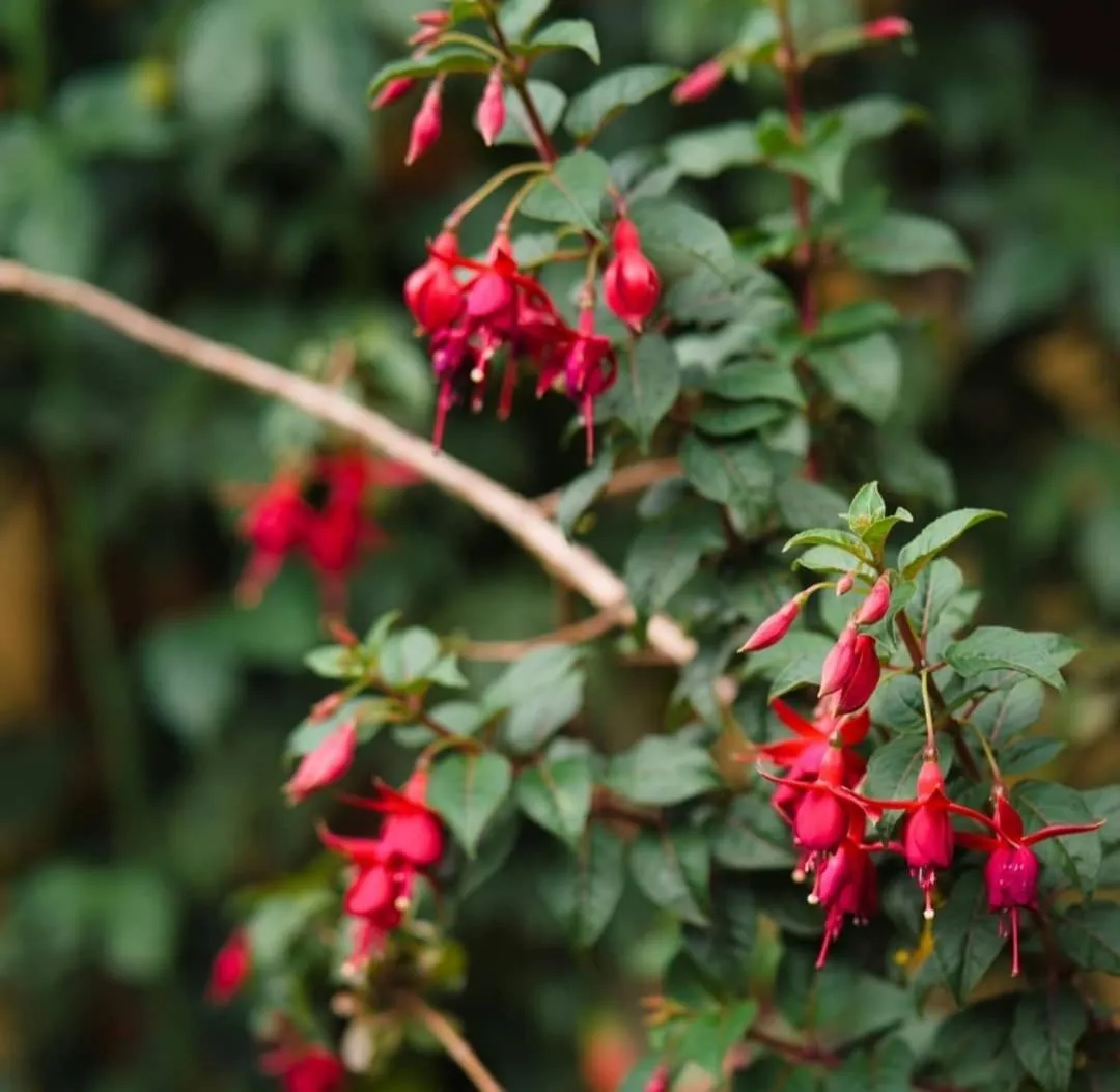Garden in Hospedaje Chaska Pisac
