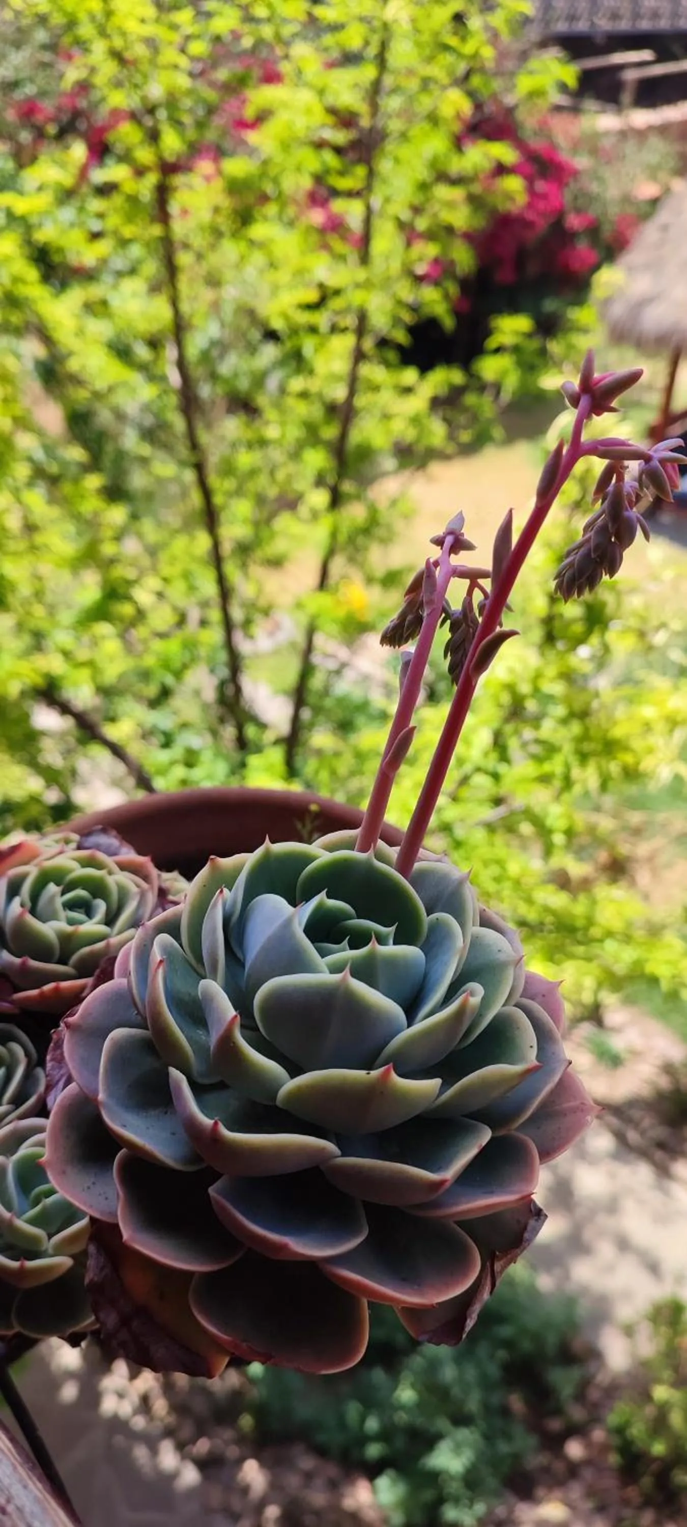 Garden in Hospedaje Chaska Pisac