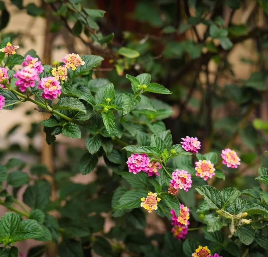 Property building in Hospedaje Chaska Pisac