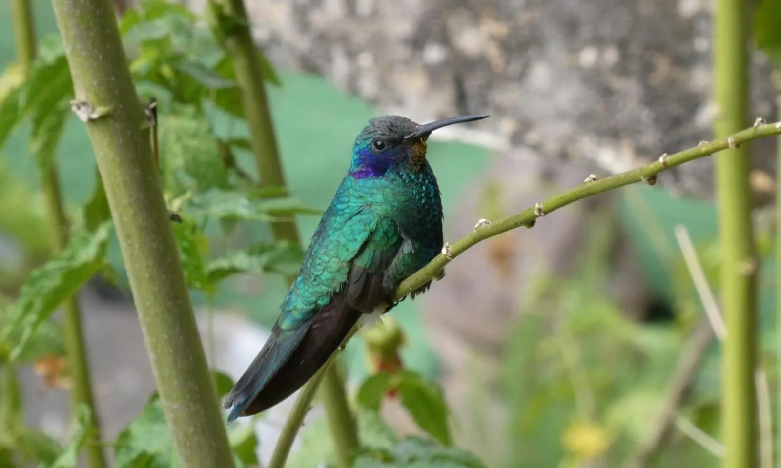 Hospedaje Chaska Pisac