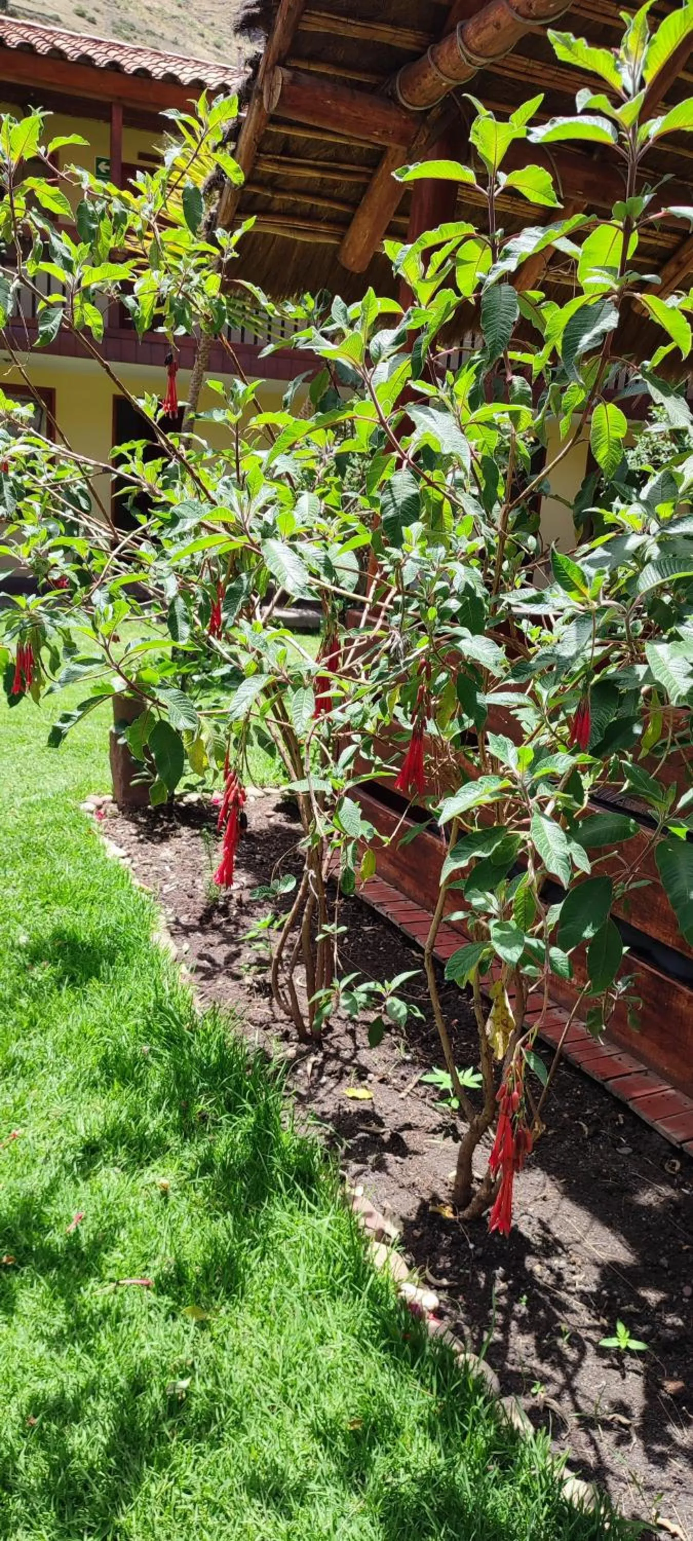 Garden in Hospedaje Chaska Pisac