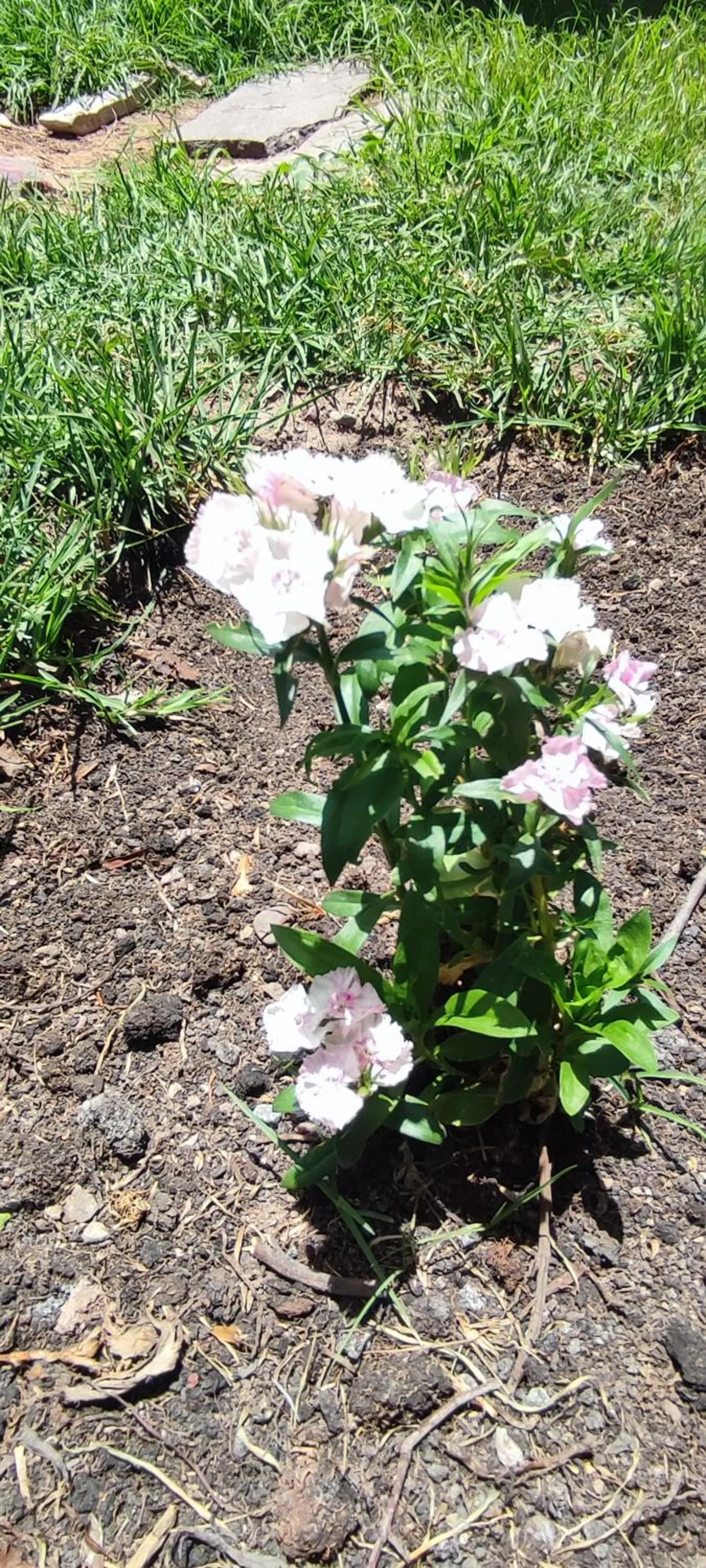 Garden in Hospedaje Chaska Pisac