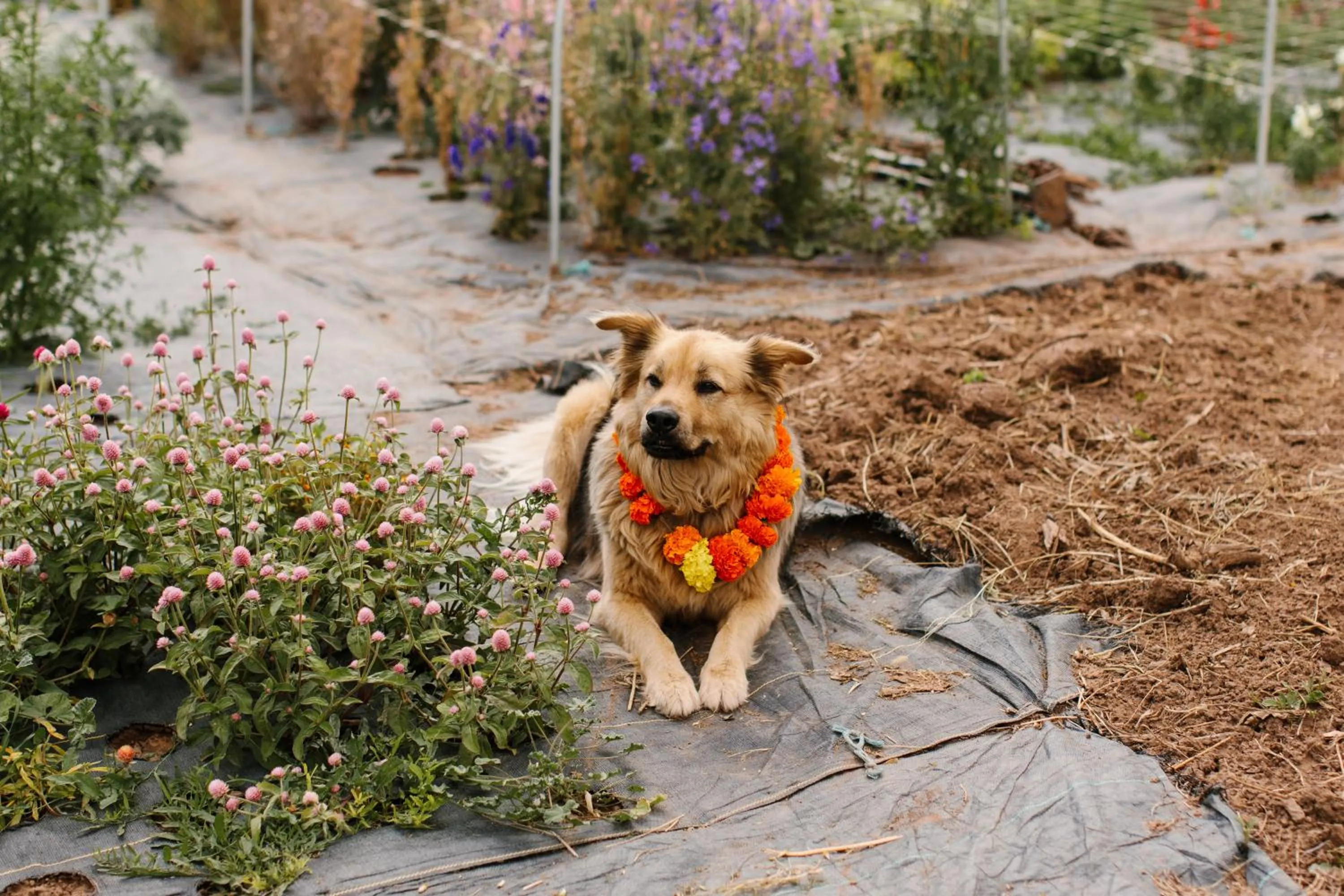 Boulder Mountain Guest Ranch