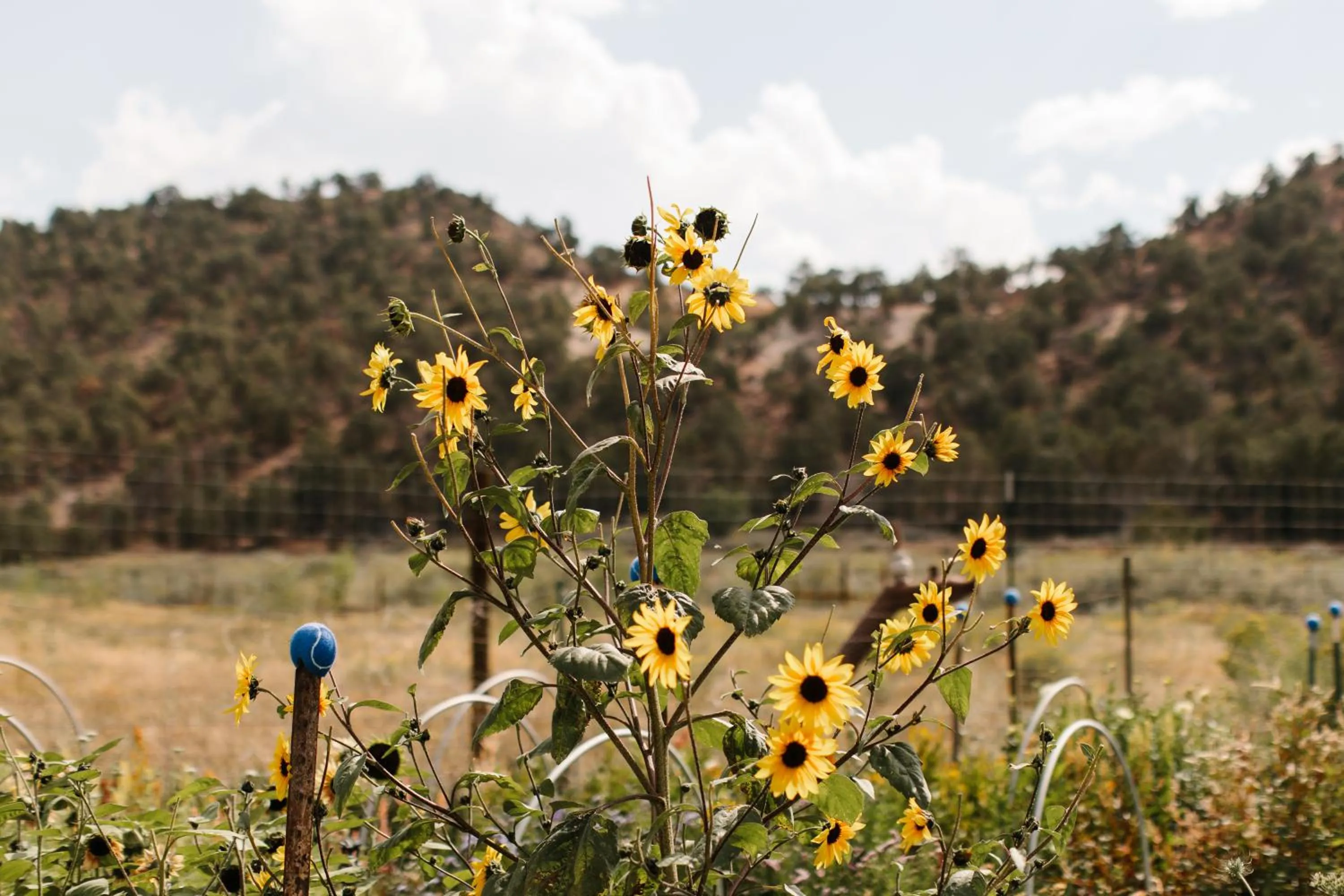Boulder Mountain Guest Ranch