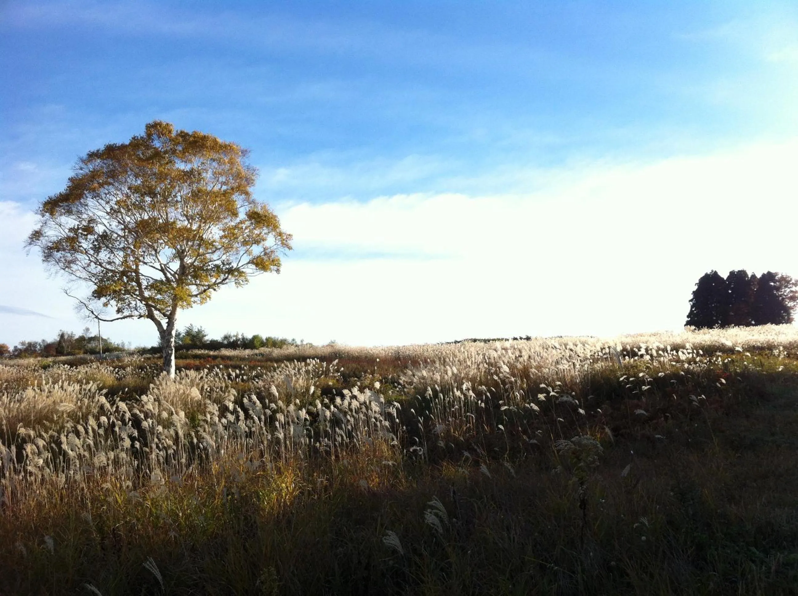 Autumn in Kawamotoya