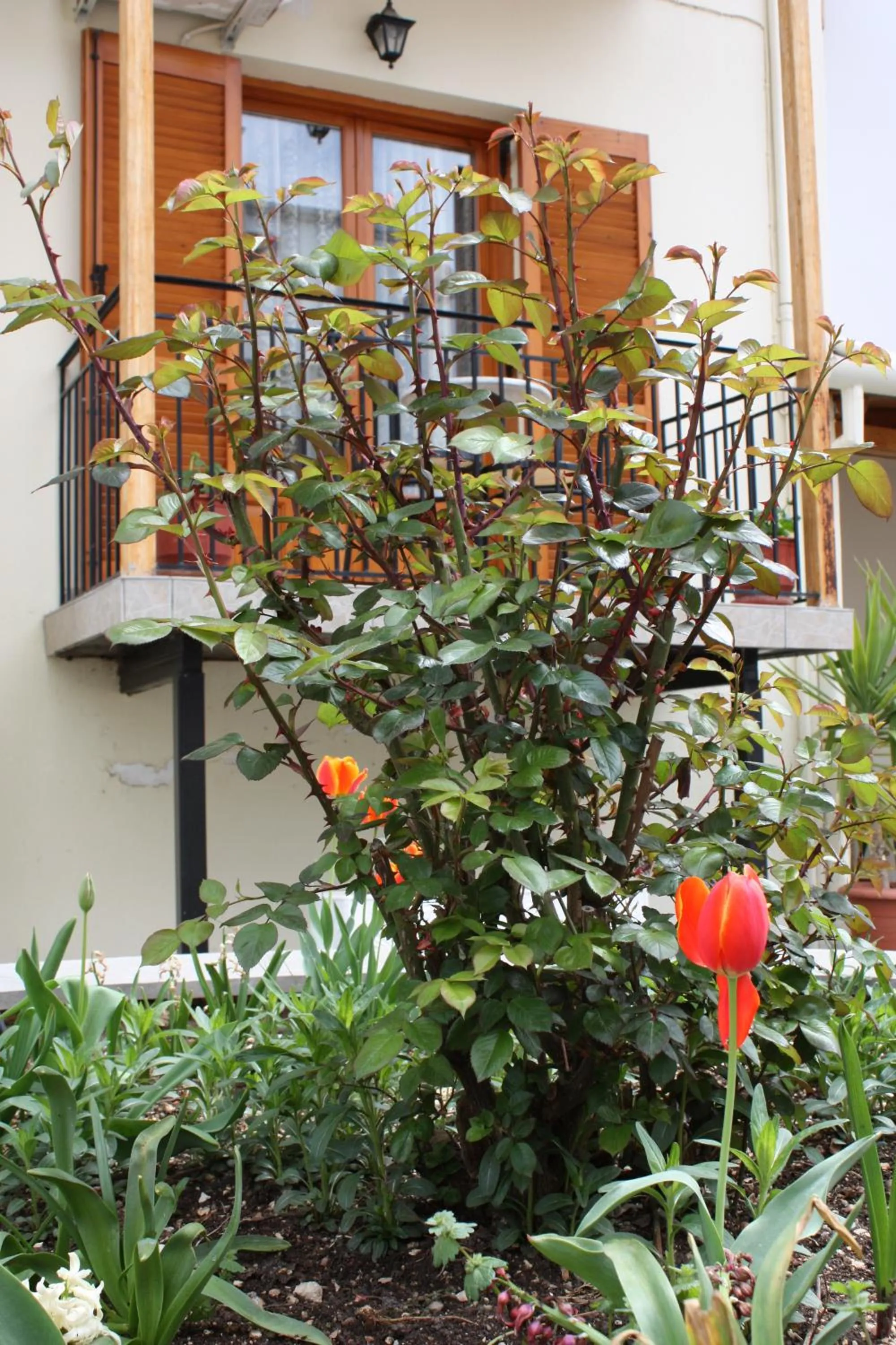 Balcony/Terrace in Domus Inn