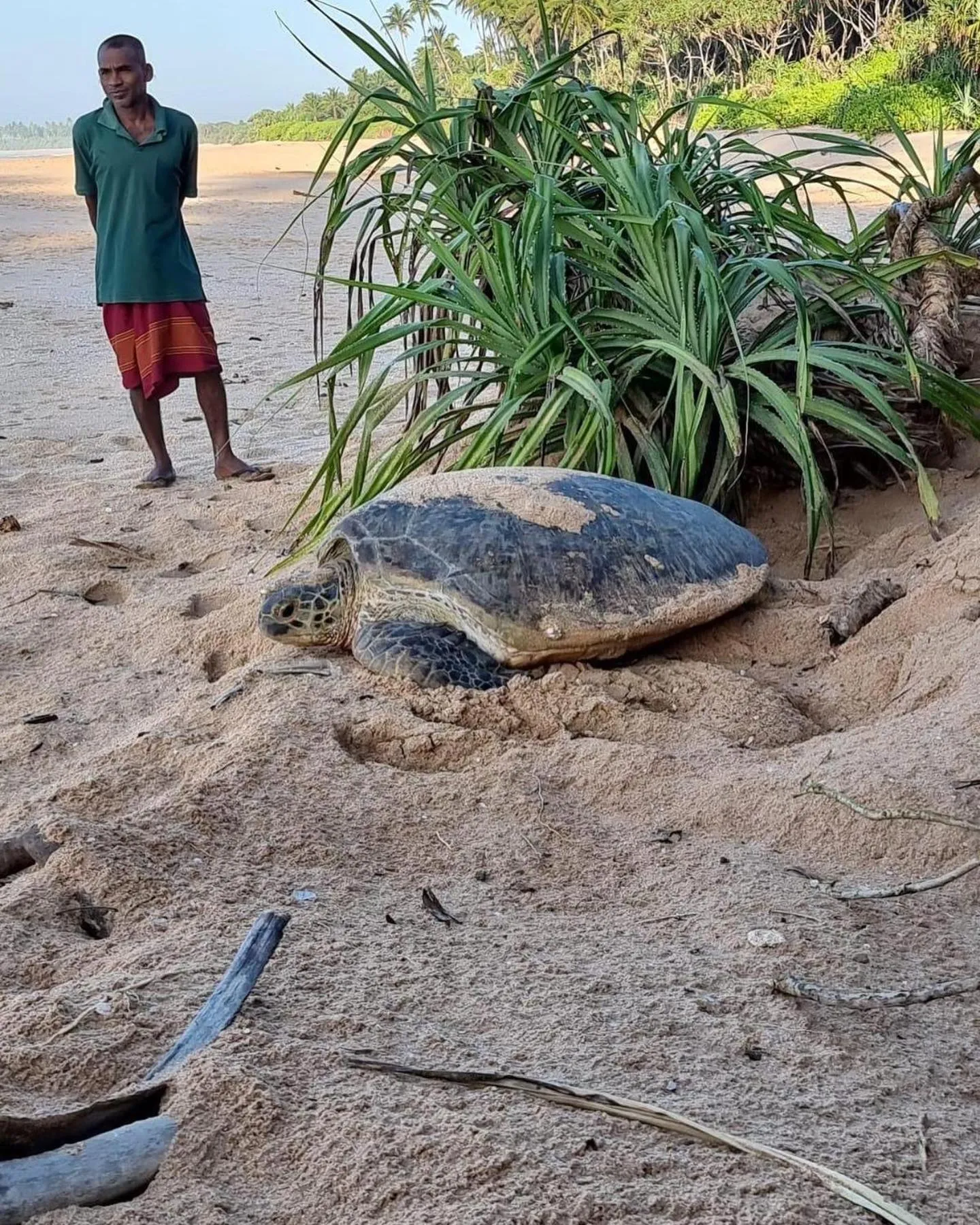 Beach in All View Resort