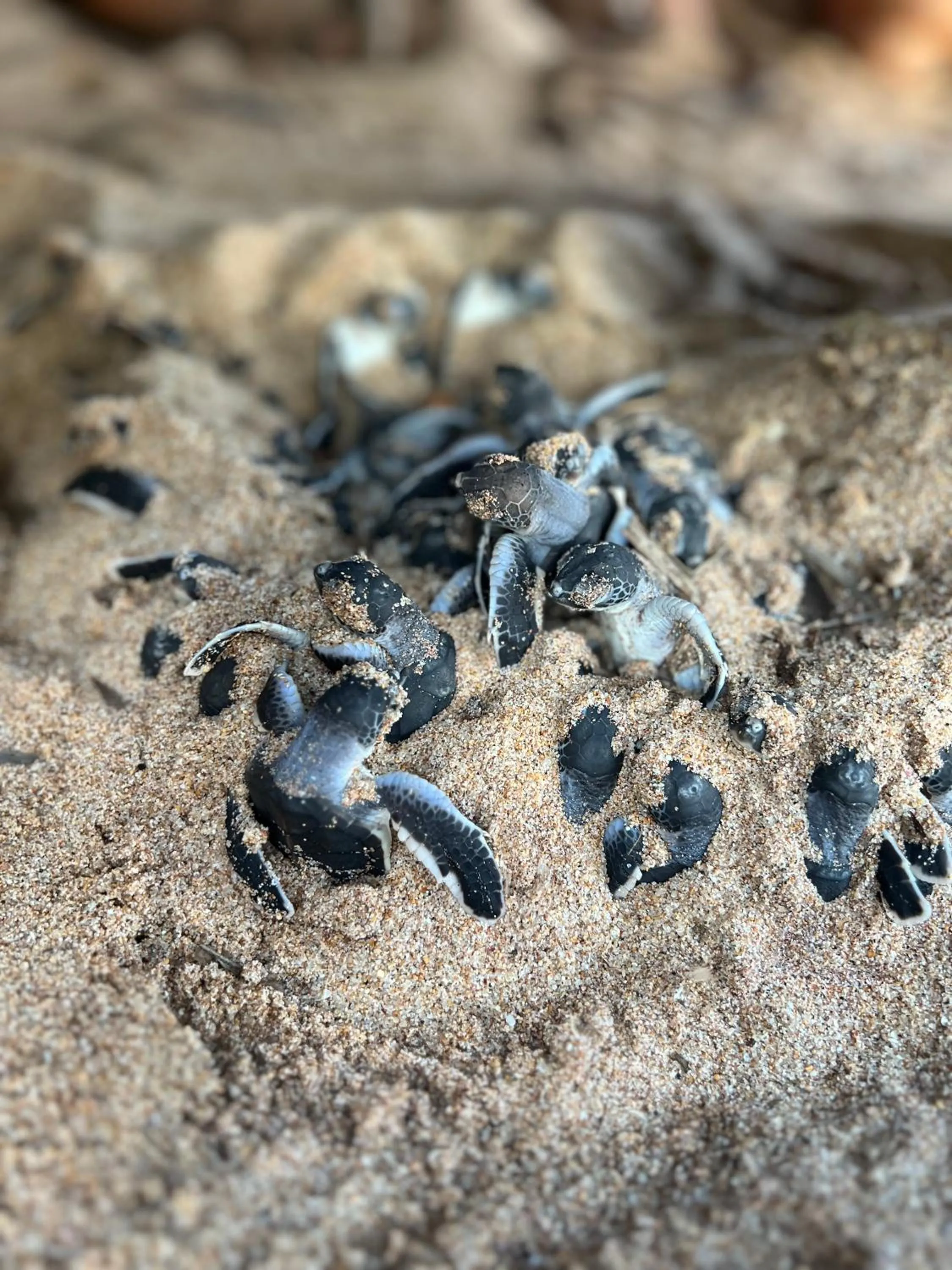 Beach in All View Resort