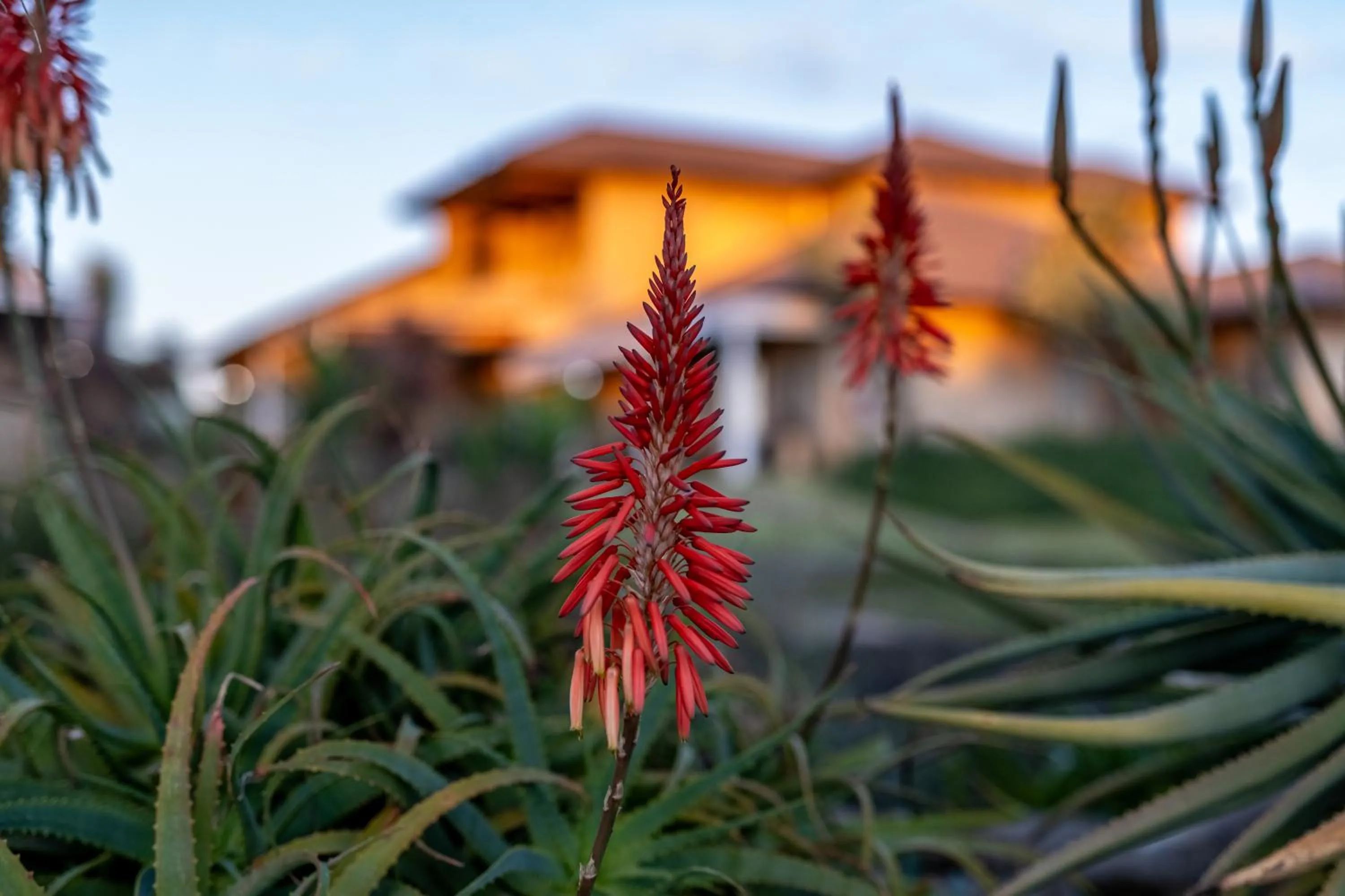 Garden view in Blue Rain Guest House