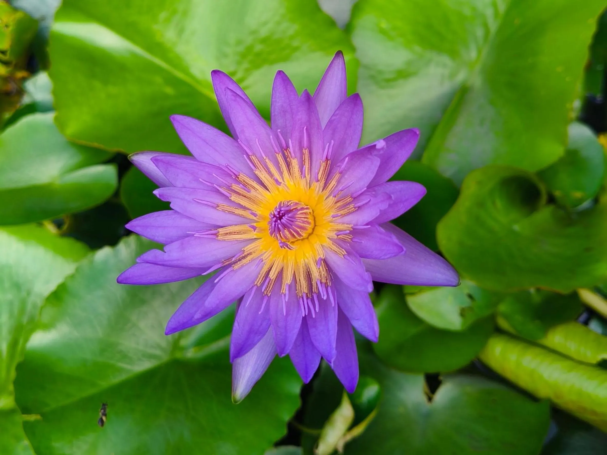 Spring in Phangan Orchid Resort