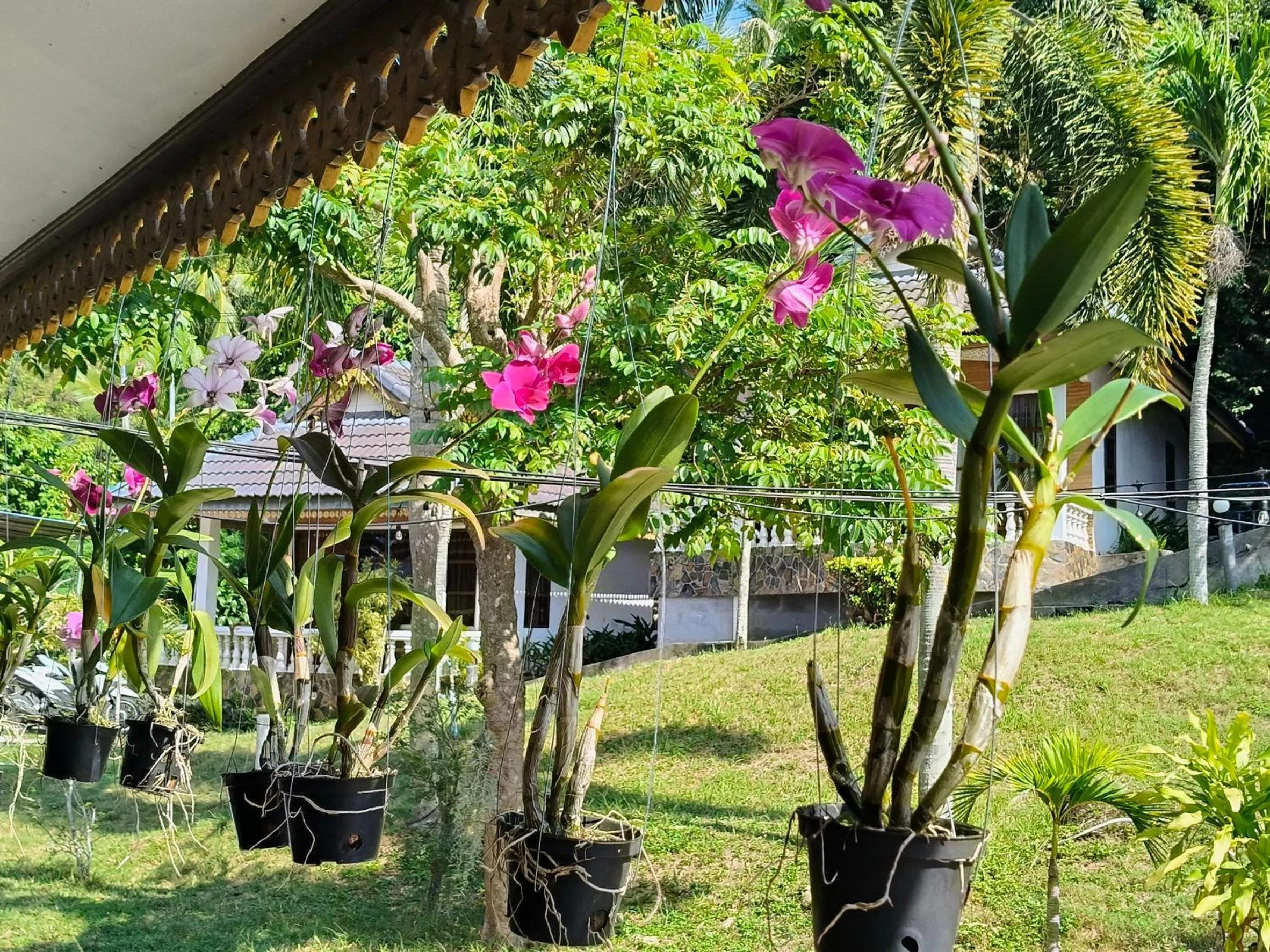 Spring in Phangan Orchid Resort