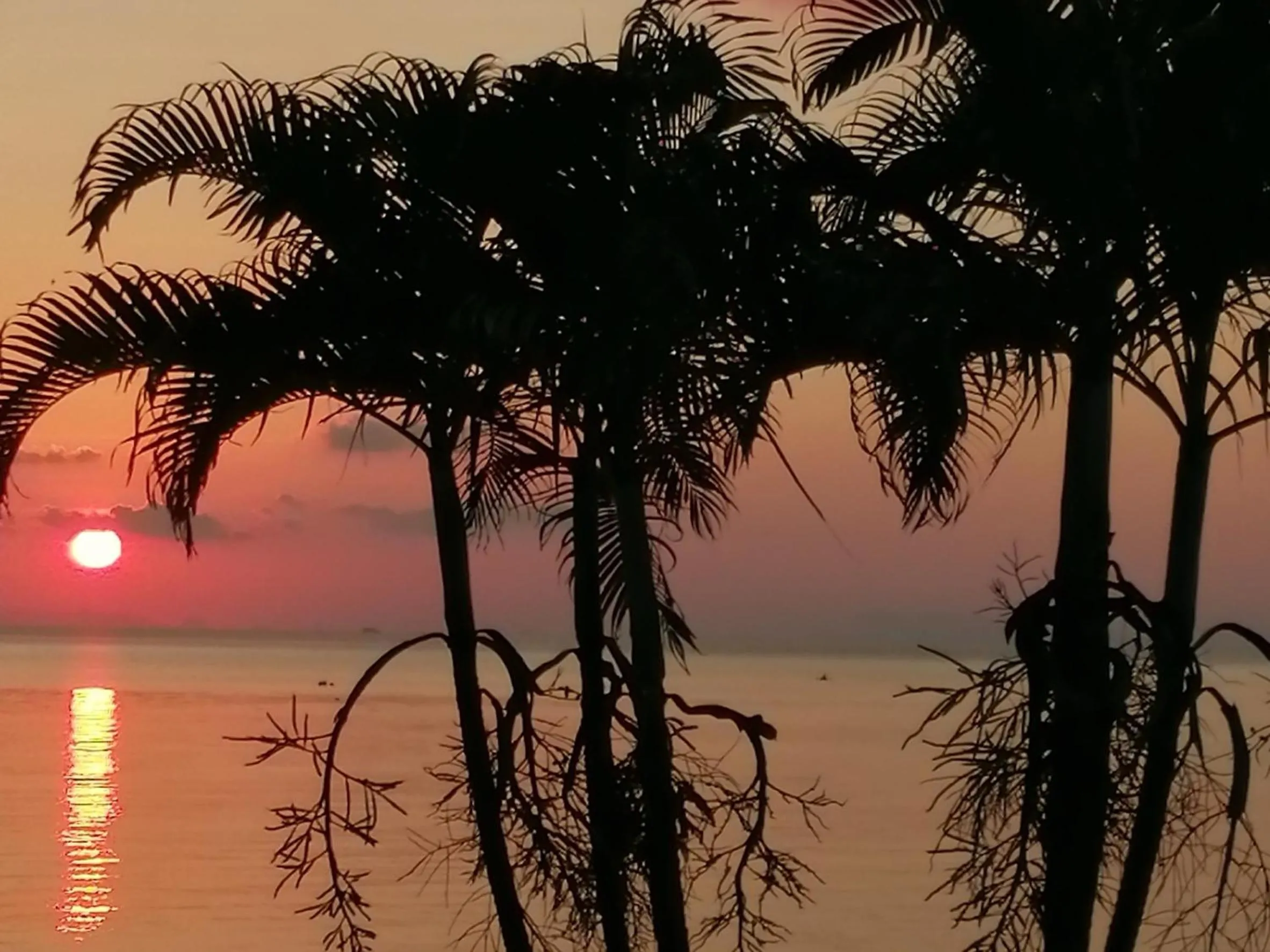 Natural landscape in Phangan Orchid Resort