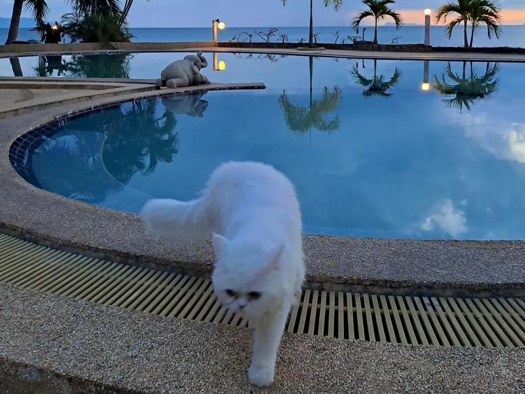 Pool view in Phangan Orchid Resort