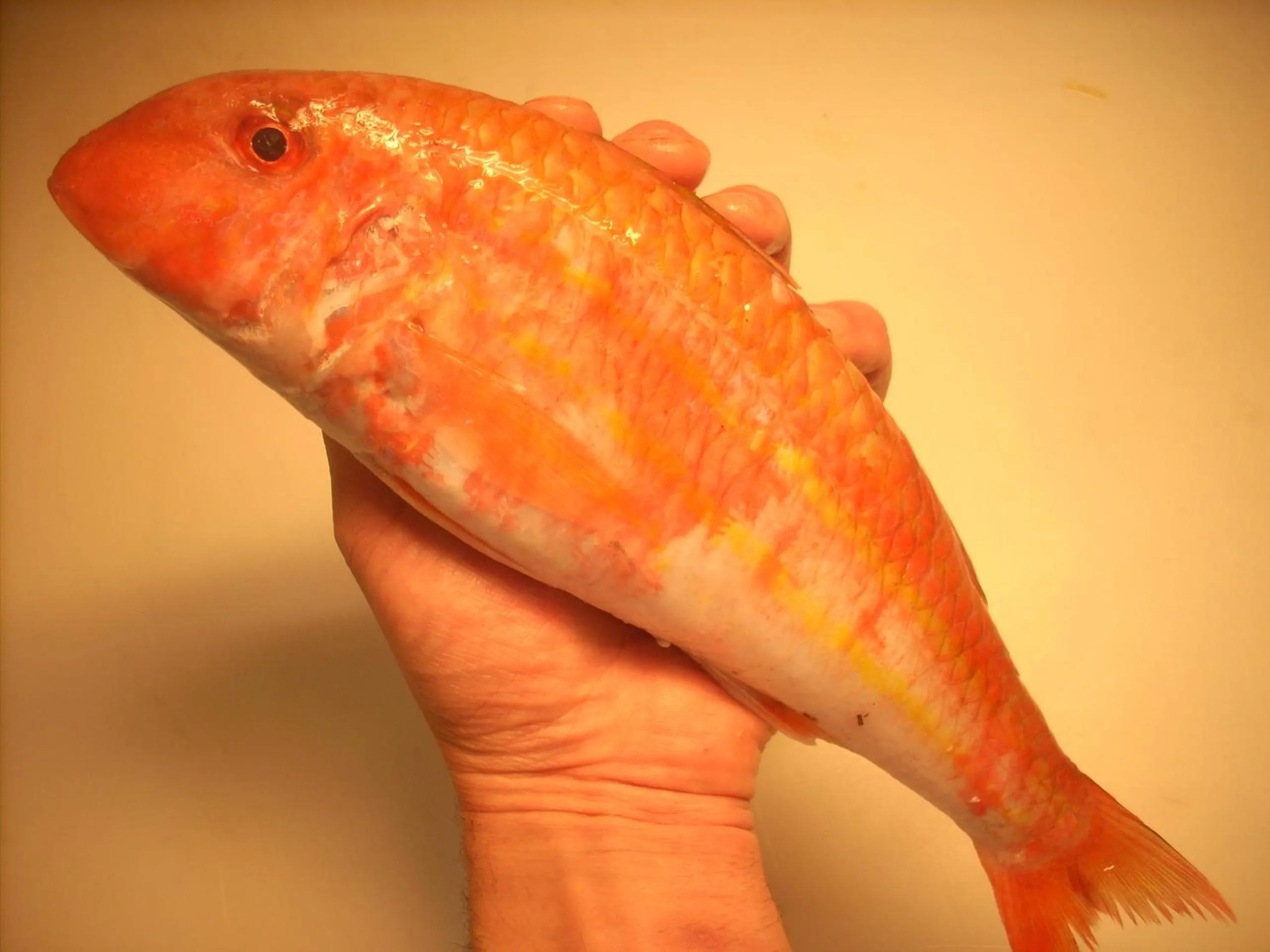 Other in Ai Campi Di Marcello Hotel