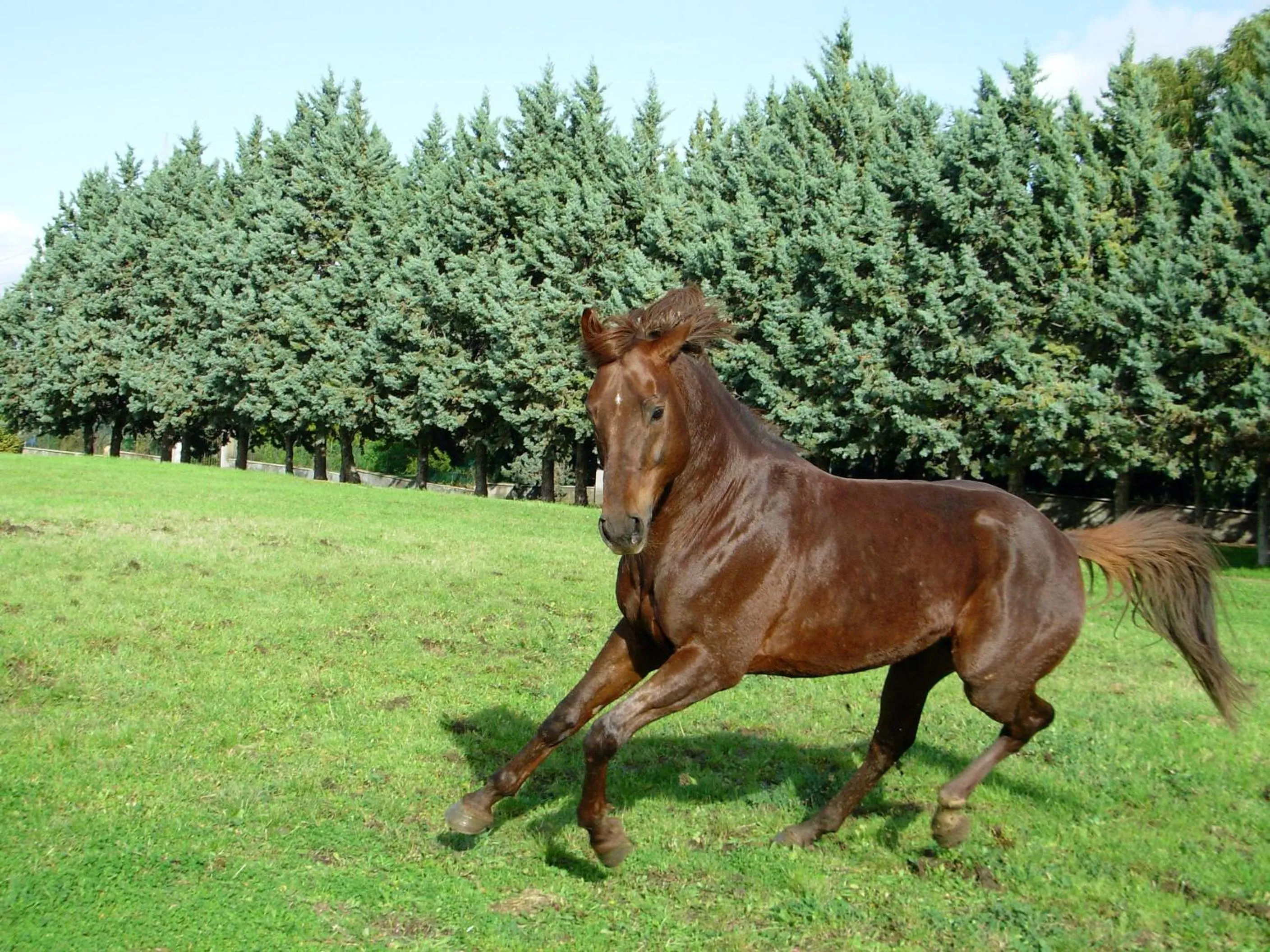 Pets in B&B Villa Sans Souci