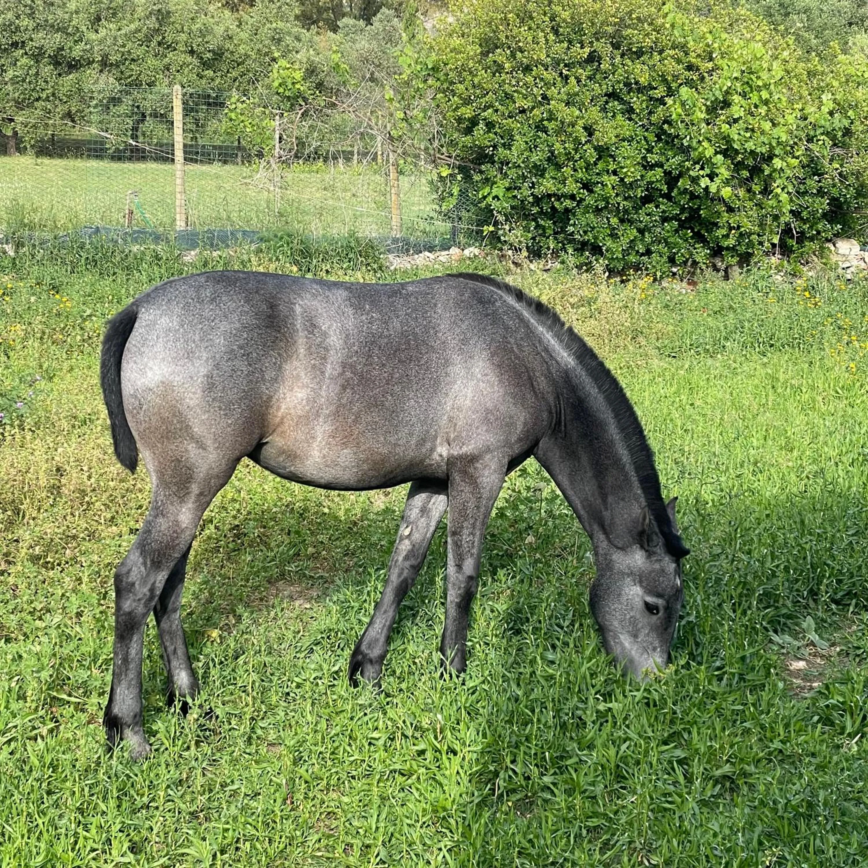 Garden in B&B Villa Sans Souci