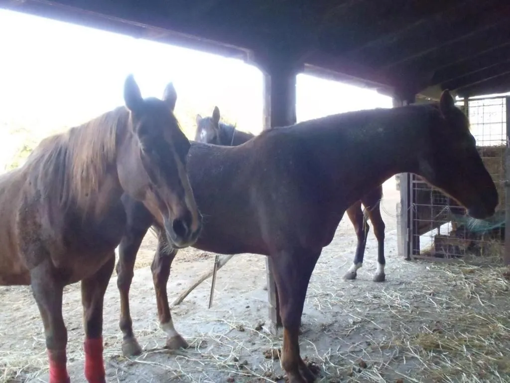 Garden in B&B Villa Sans Souci