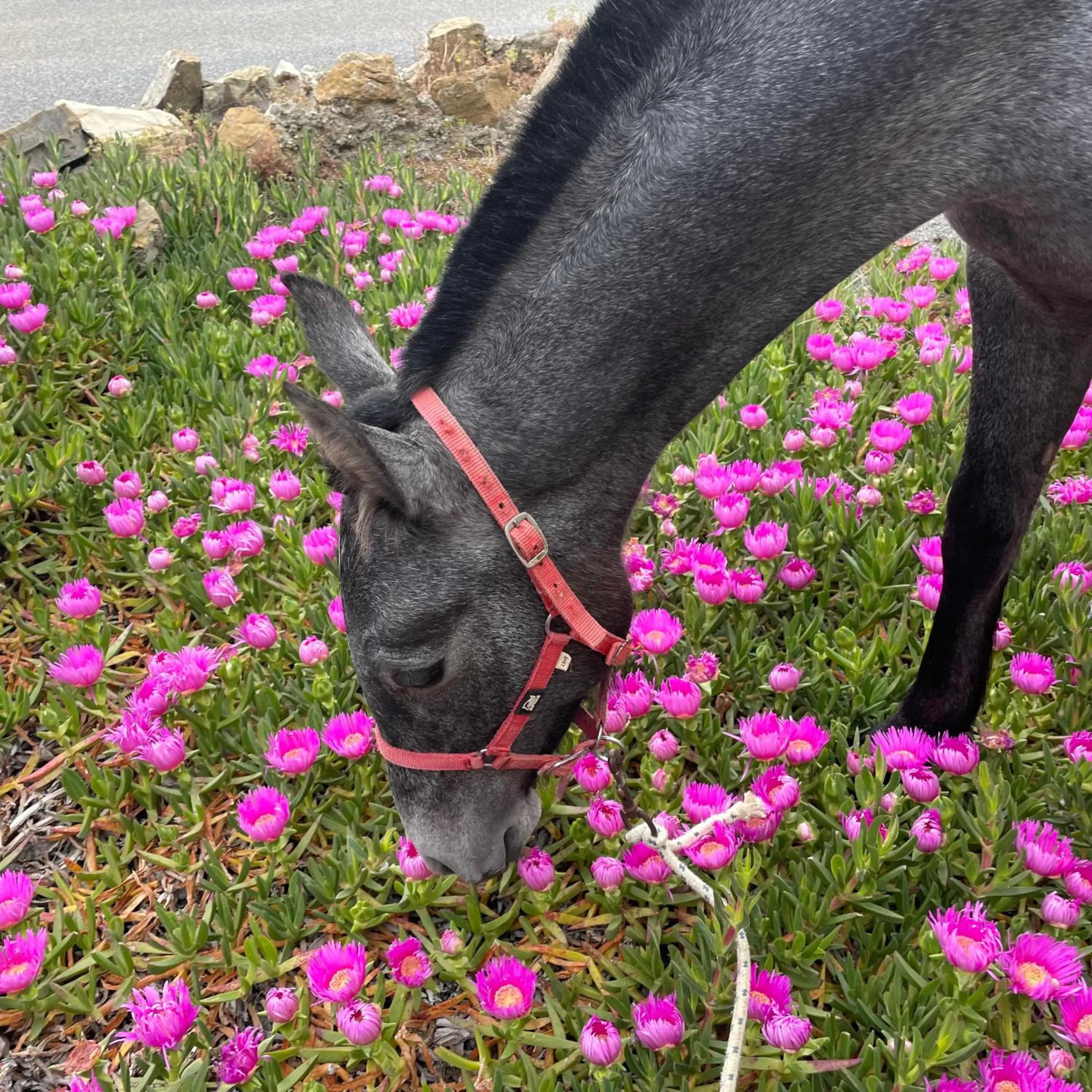 Garden in B&B Villa Sans Souci