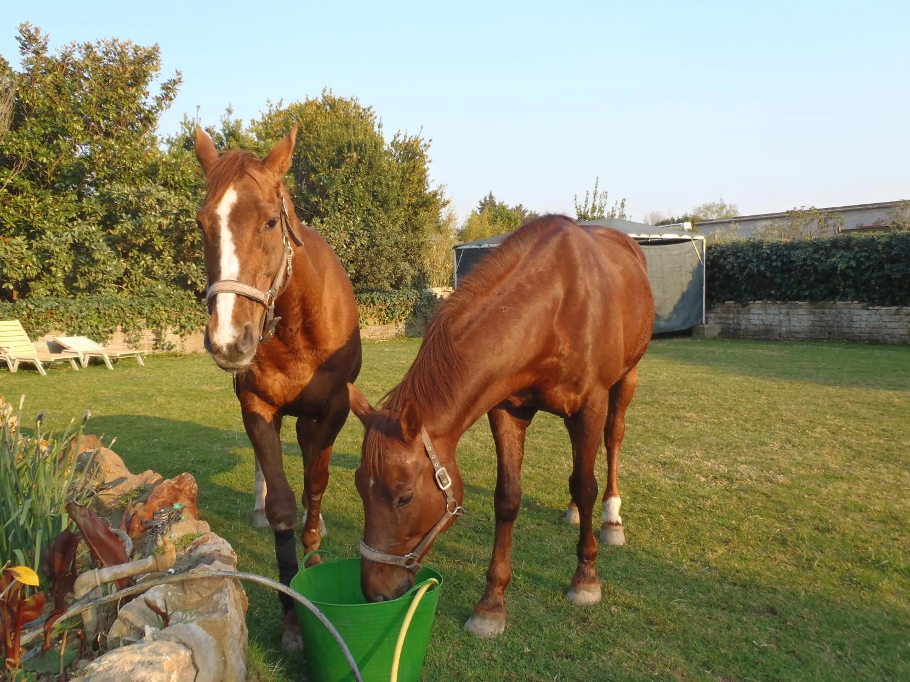 Pets in B&B Villa Sans Souci