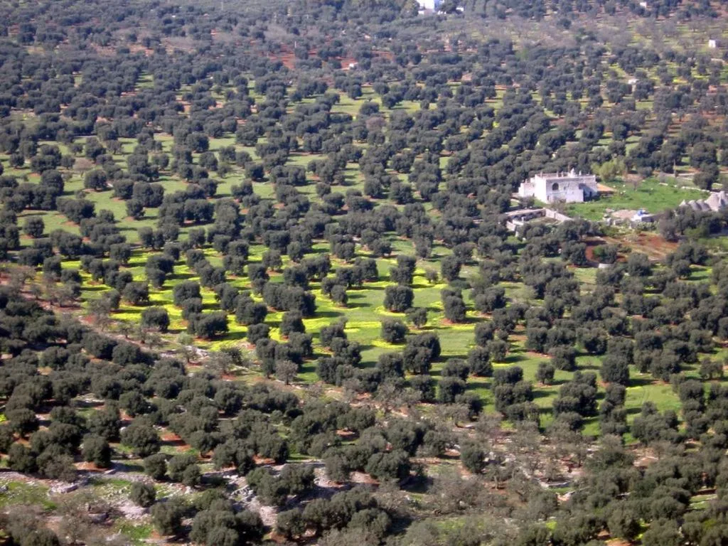 Garden in I Trulli Di Acquarossa