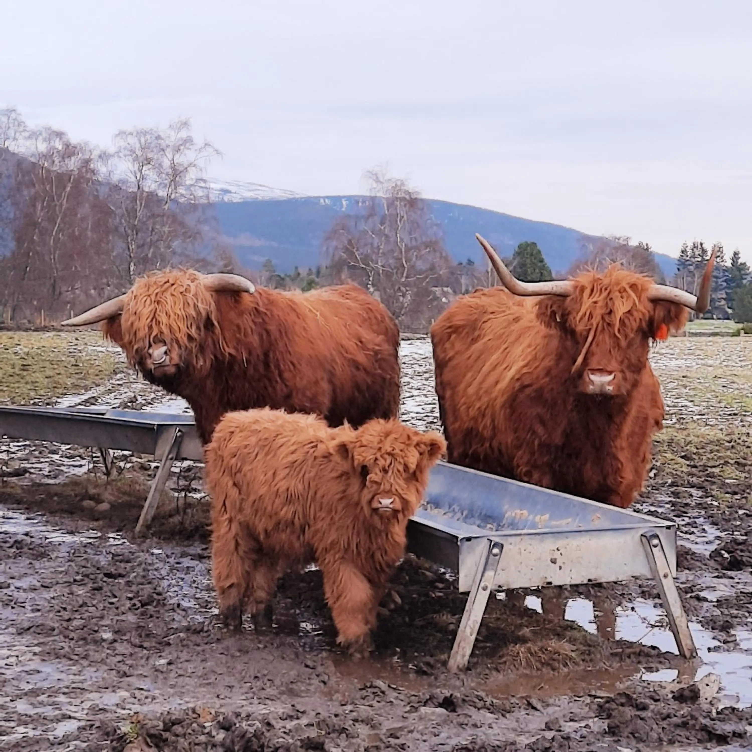 Natural landscape in No 45, Ballater