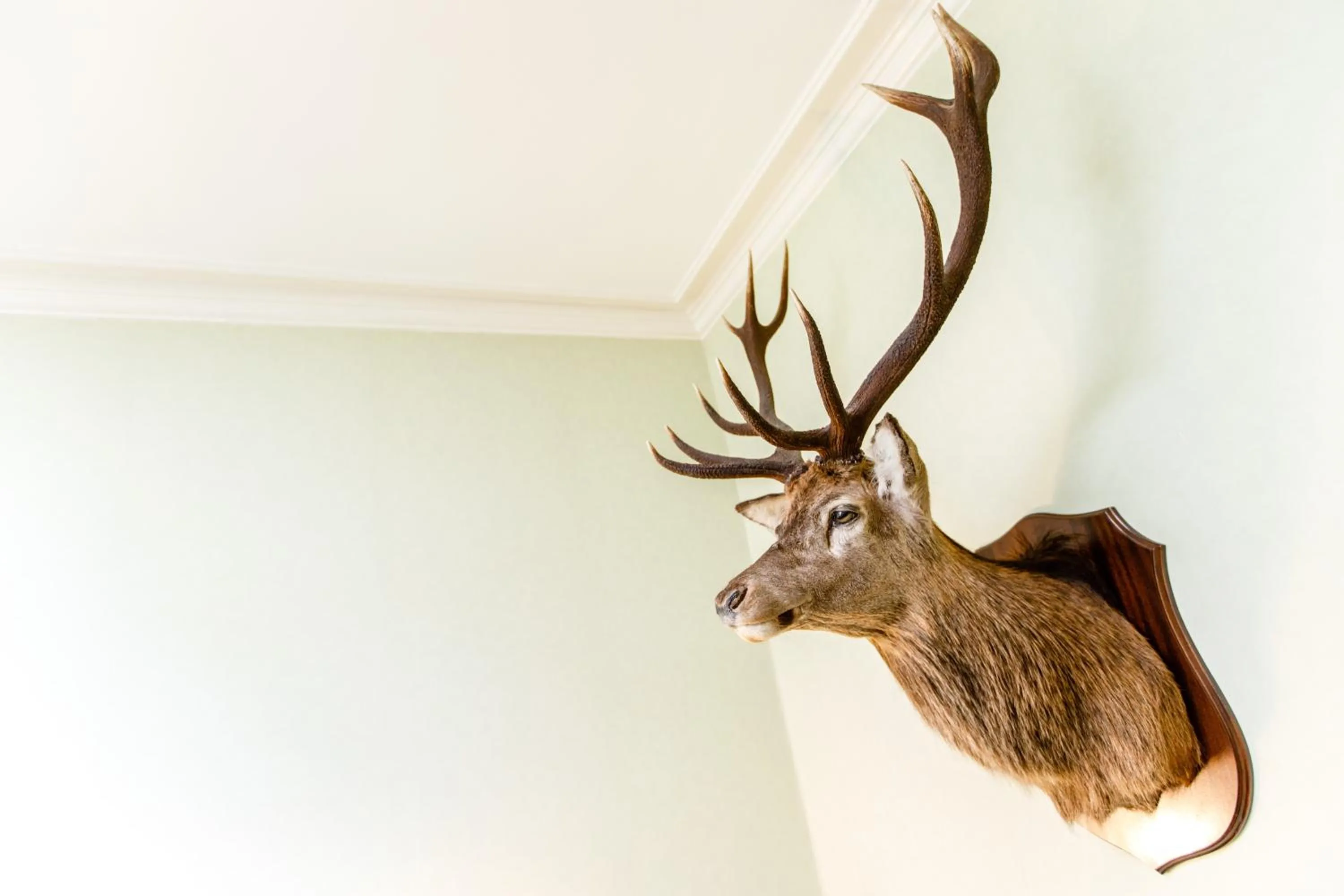 Lobby or reception in No 45, Ballater