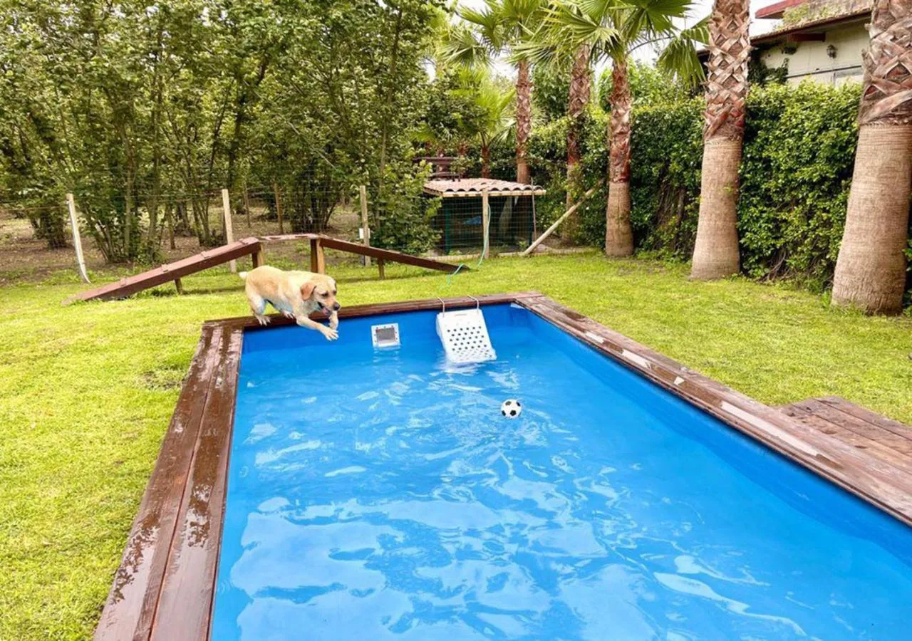 Animals in Hotel la Fenice