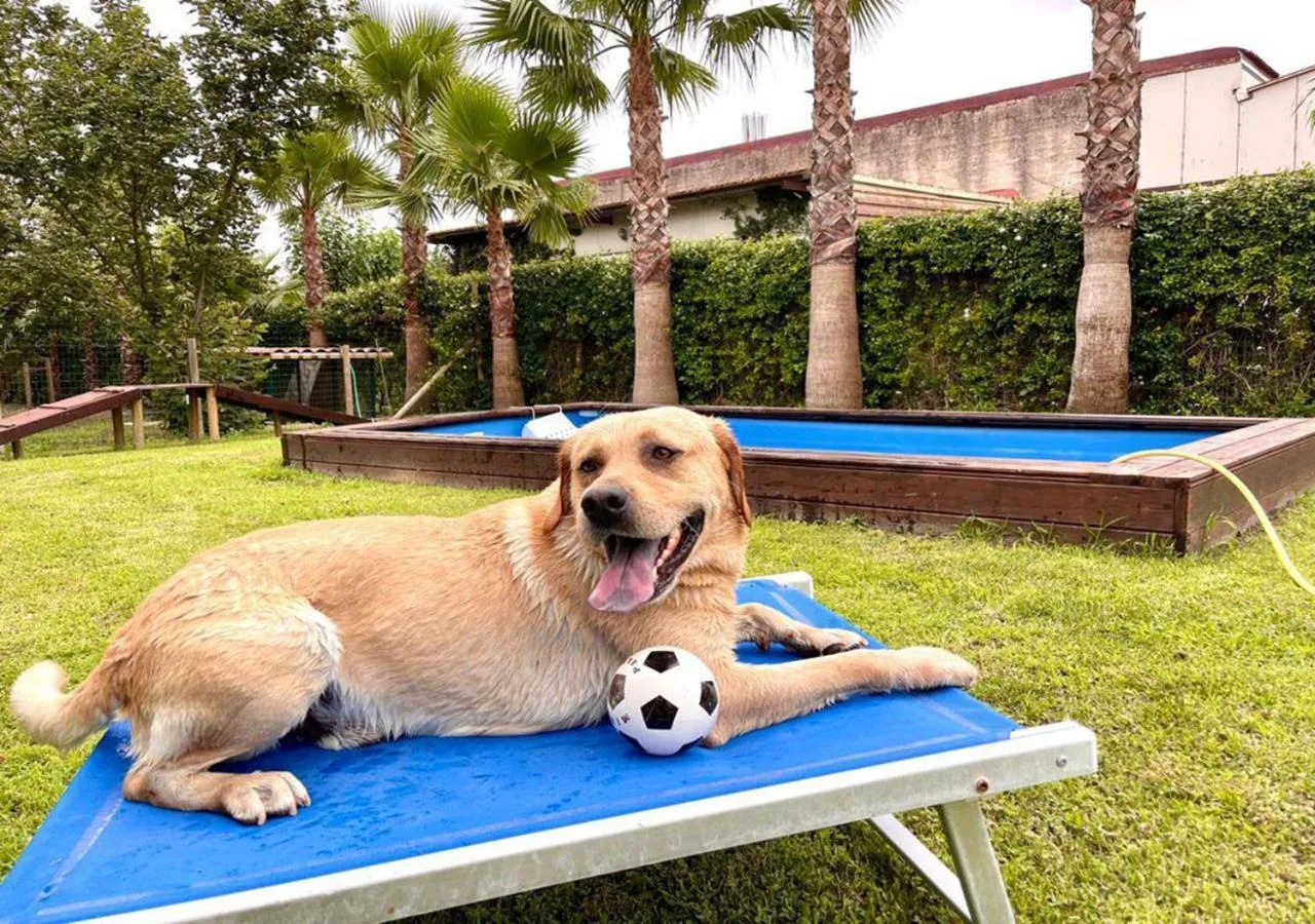 Animals in Hotel la Fenice