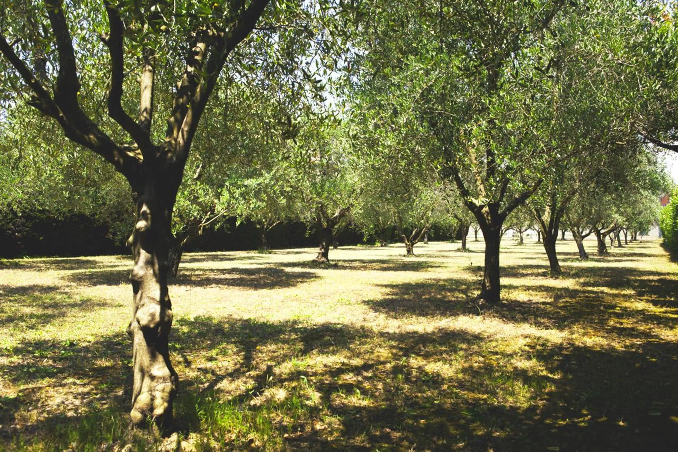 Garden in Hotel du Bosquet