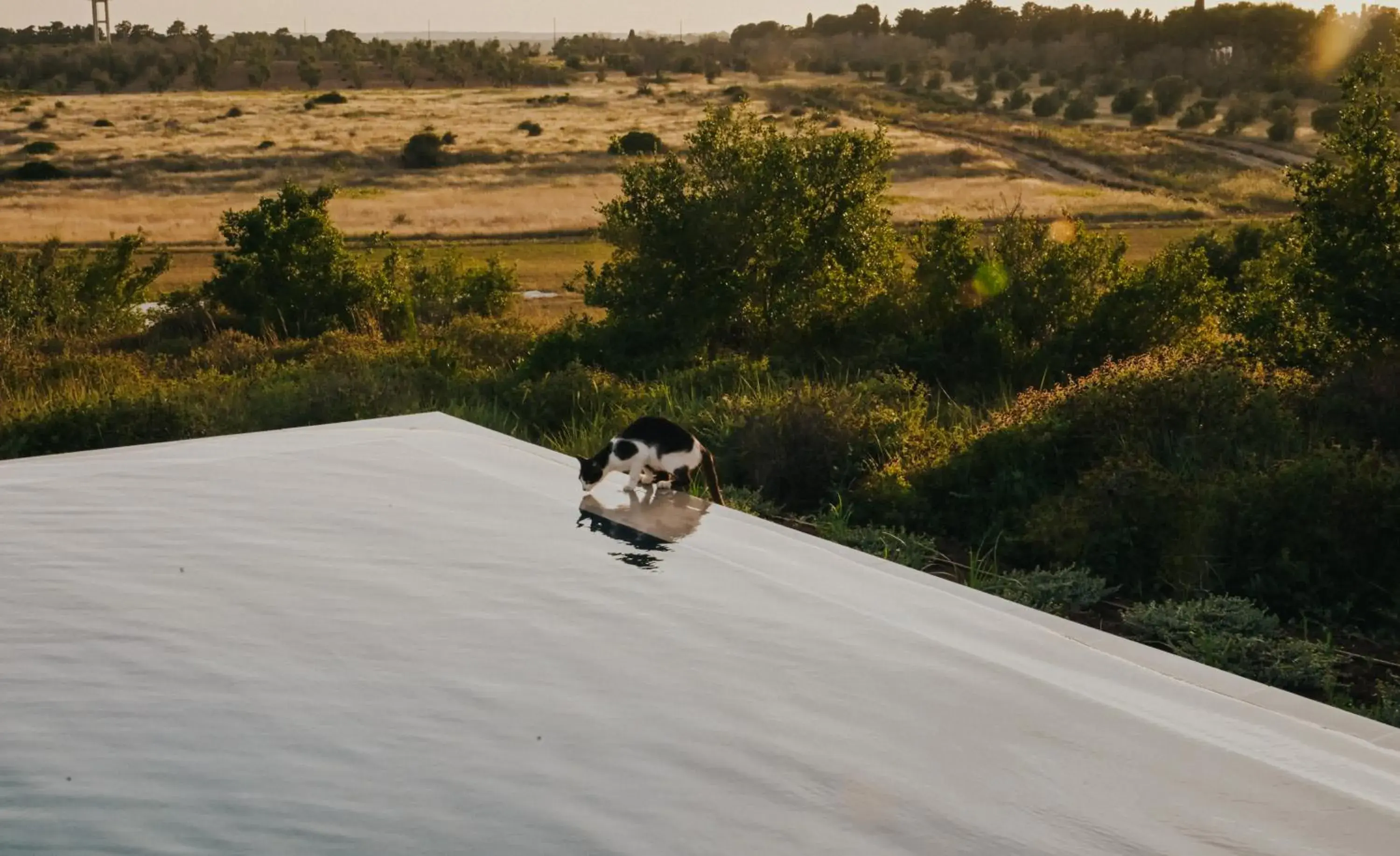 Swimming pool in Masseria Fabrizio Swimming pool in Masseria Fabrizio