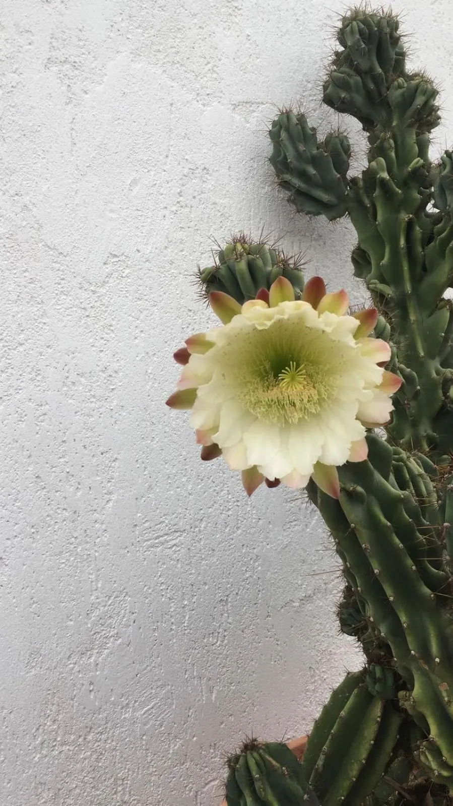 Decorative detail in Masseria Fabrizio